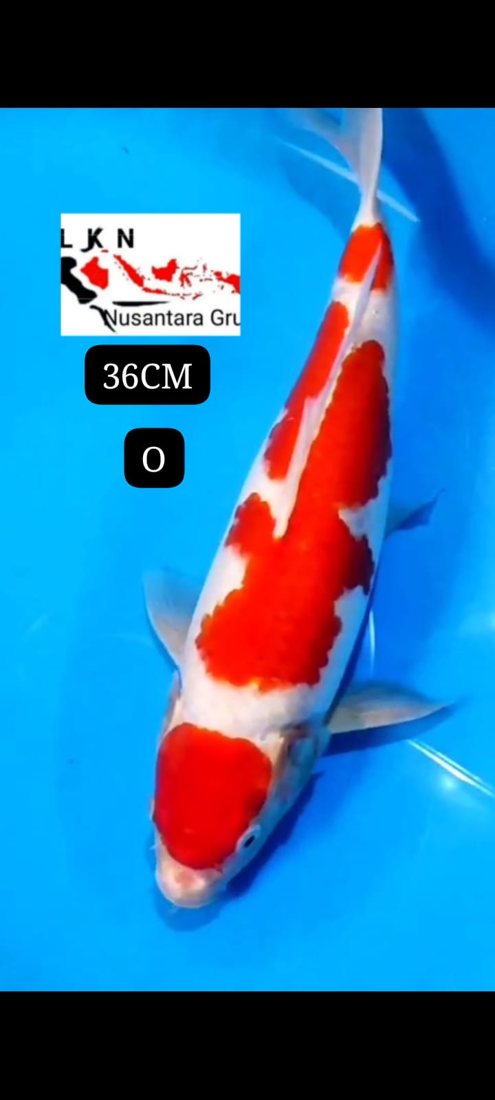 MARUTEN KOHAKUBULKY LOKASI BLITAR 36cm