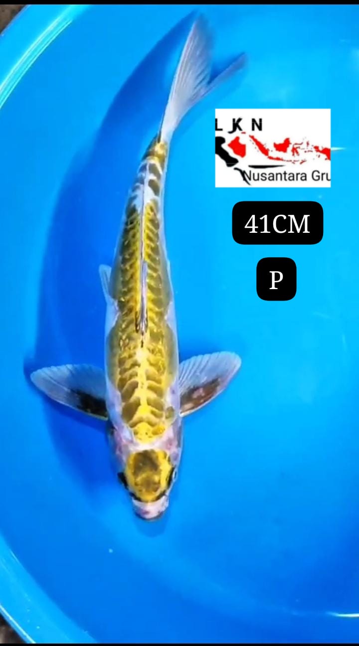 ANTIQUEN SUPER KUJAKU KUNING LOKASI BLITAR 41cm