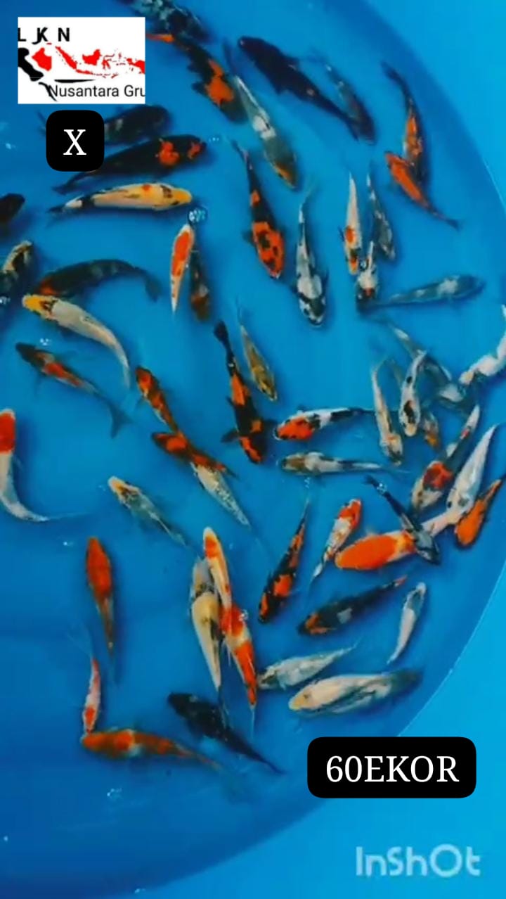 PKT MIX CAMPUR SHOWA SHIRO HIUTSURI ADA 60 EKOR CALON LAYAK DI BESARKAN LOKASI BOJONEGORO 81015cm