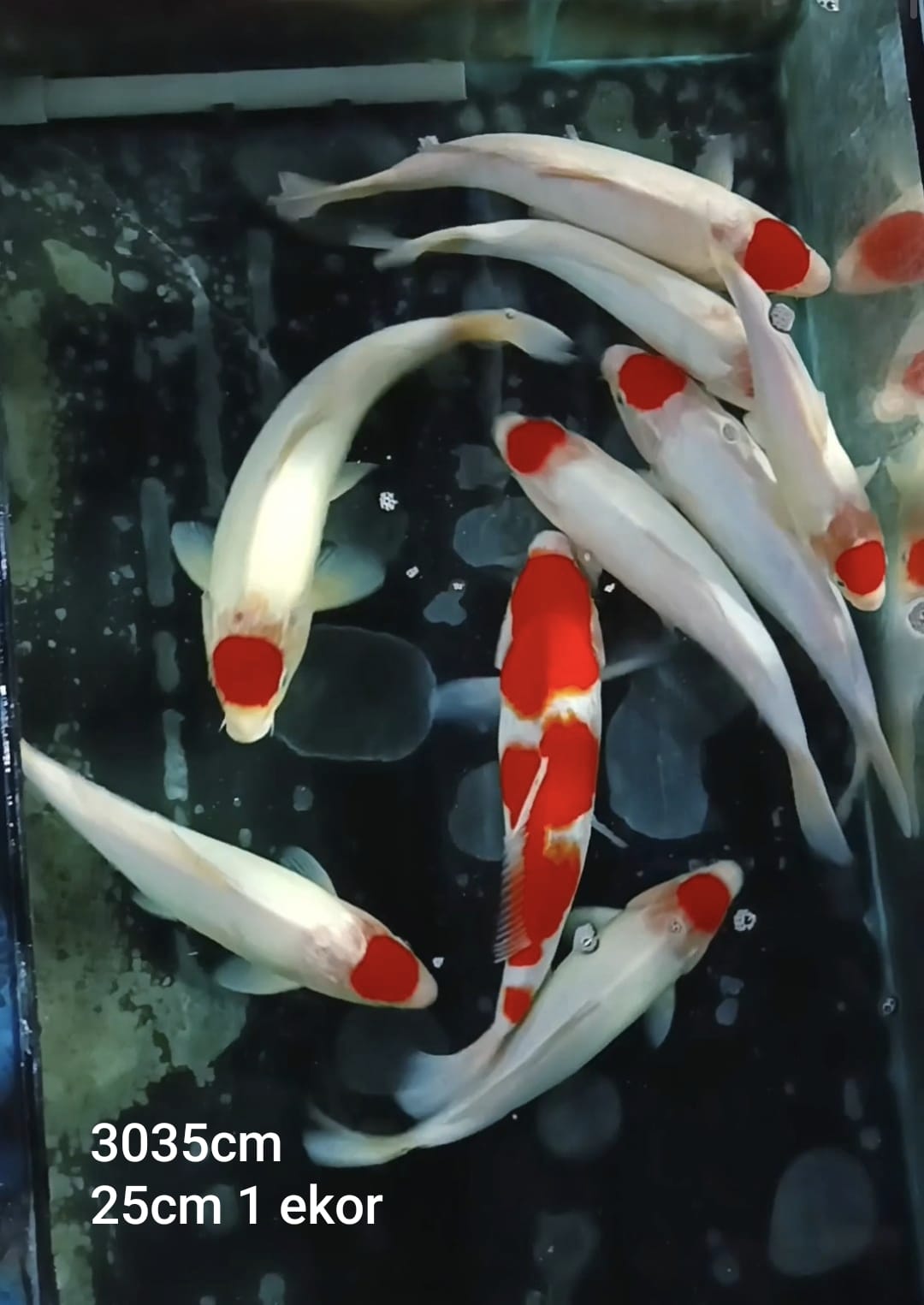 PAKET TANCHO KOHAKU 3035cm