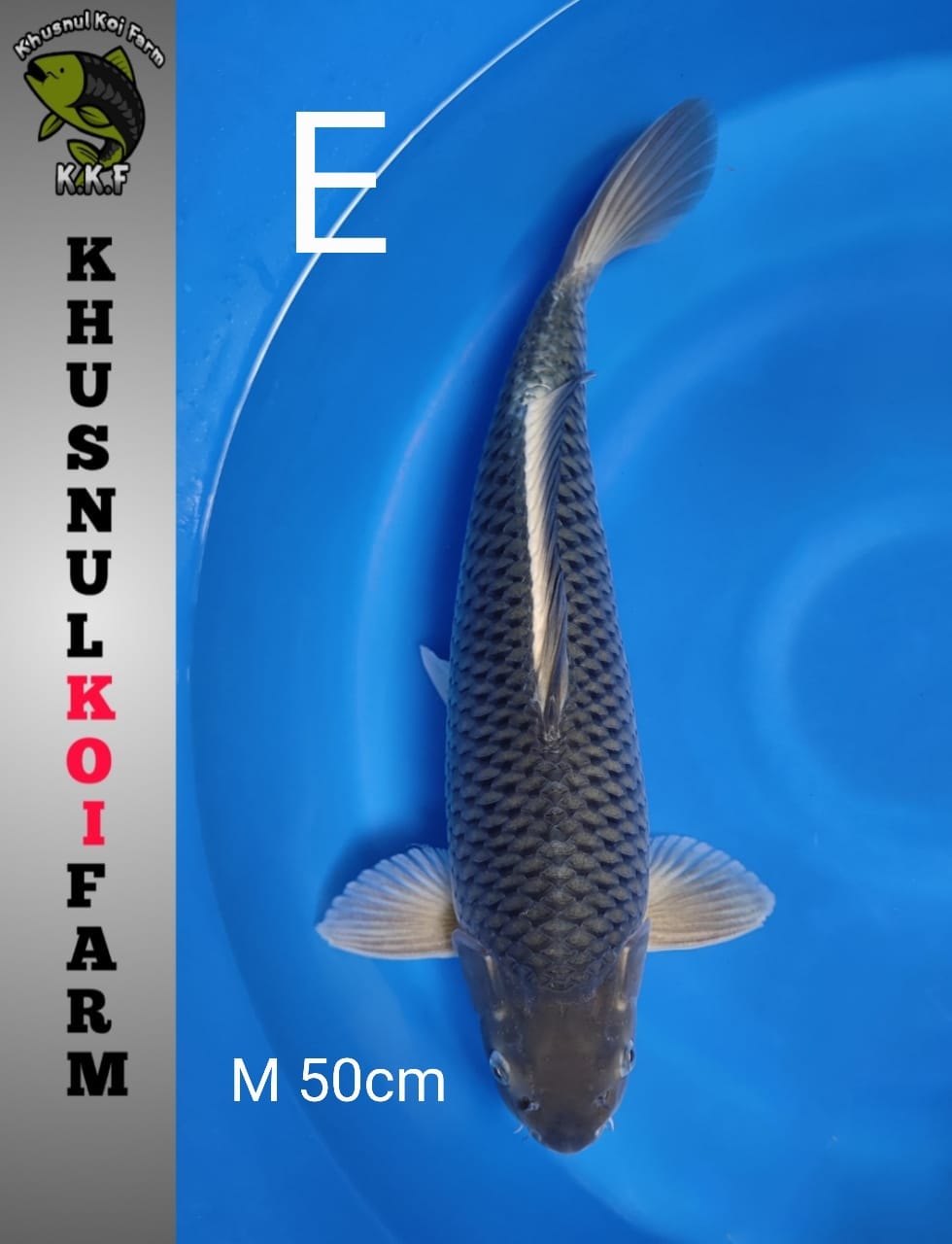 BLUESORA KKF MALE 50cm