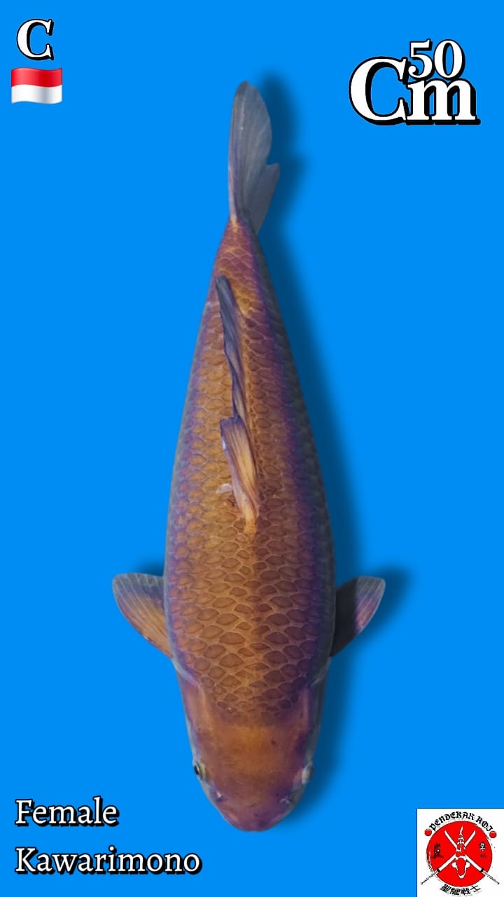 KAWARIMONO 50cm