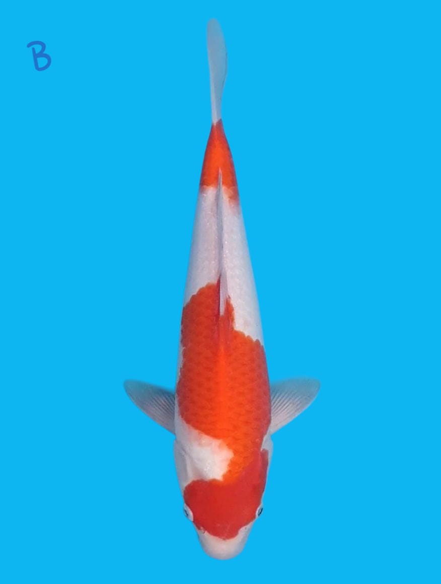 KOHAKU TORAZO JUMBO TOSAI 40cm