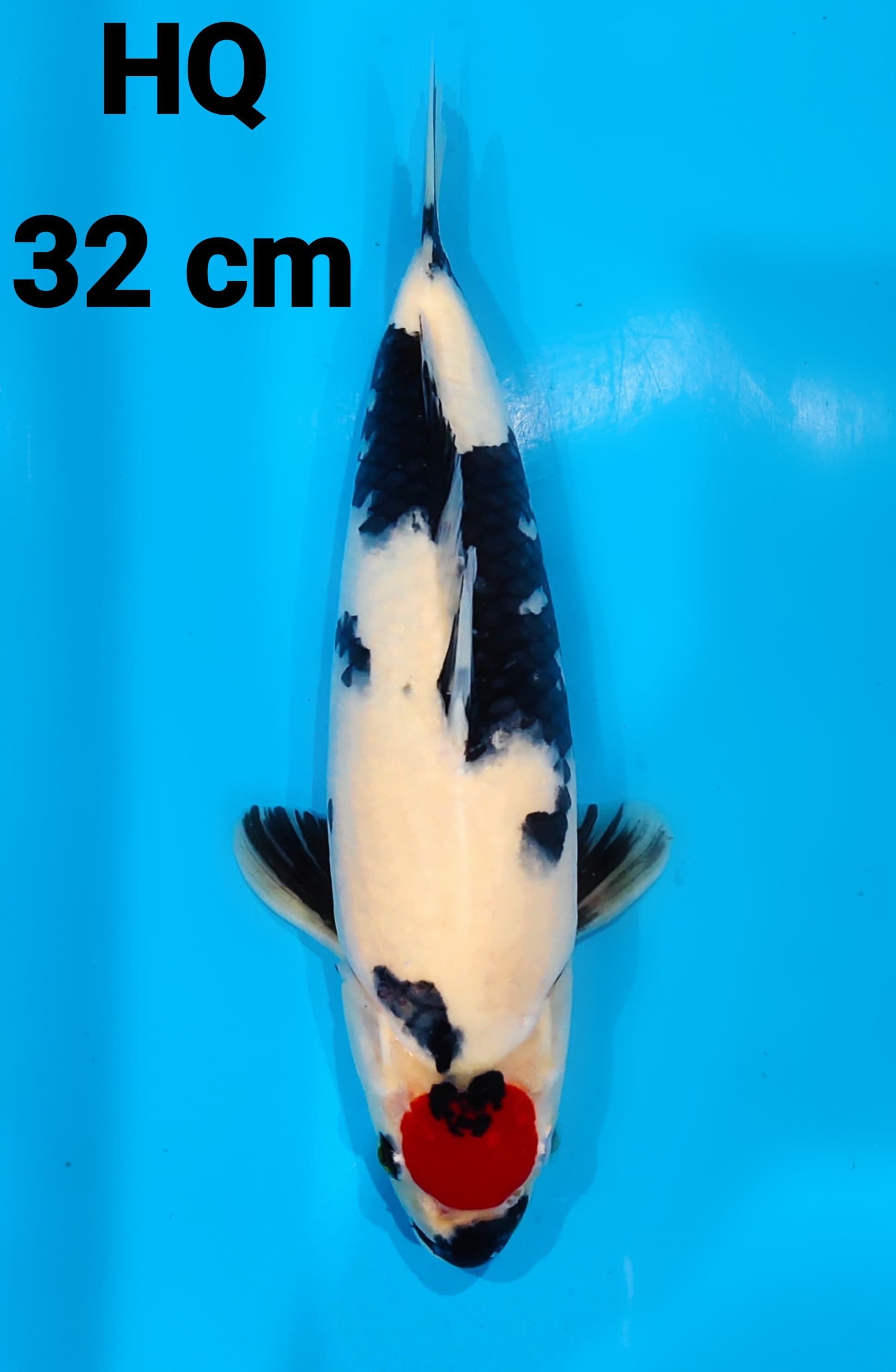 TANCO SHOWA HQ 32cm