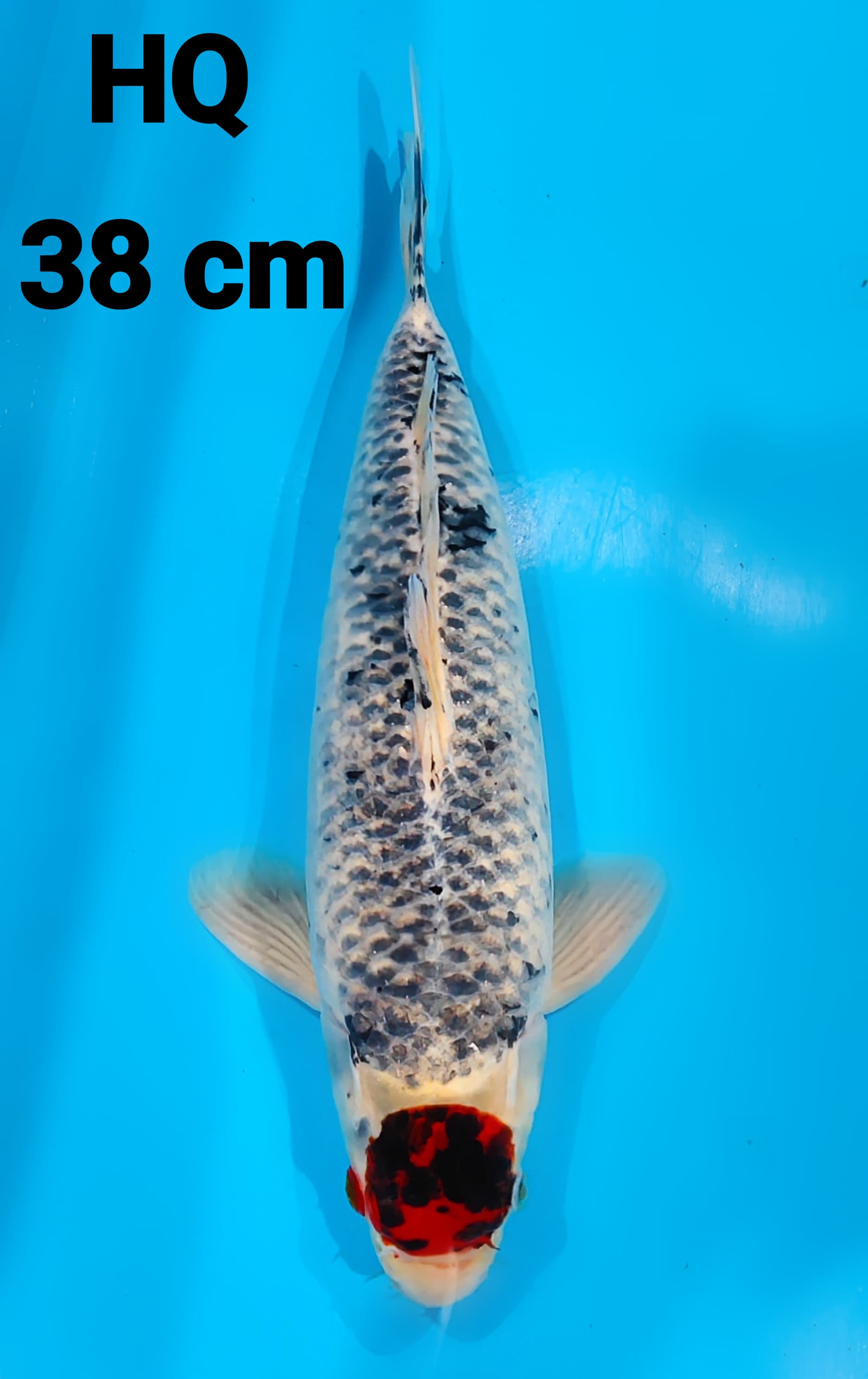 TANCO GOSHIKI HQ 38cm