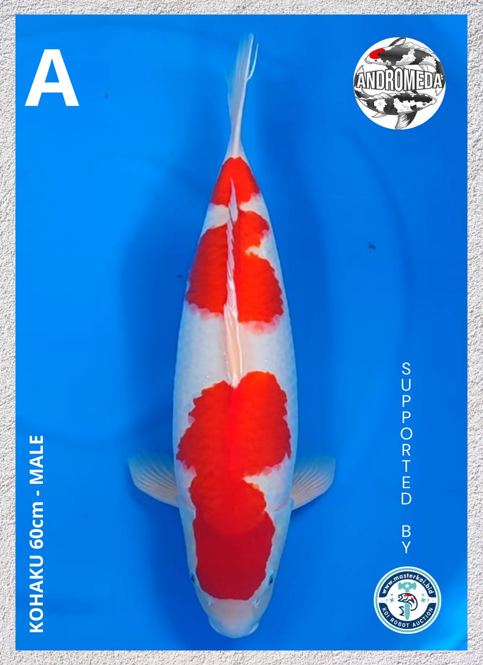KOHAKU 60cm