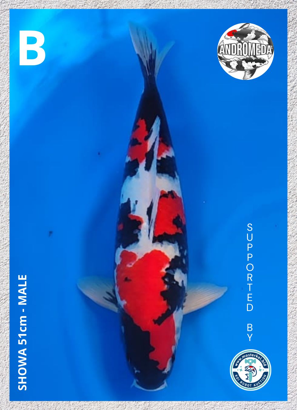 SHOWA 51cm