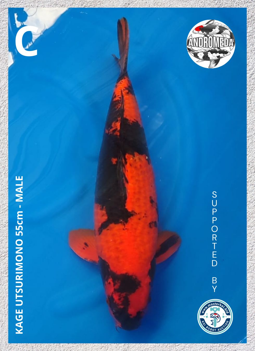 KAGE UTSURIMONO 55cm
