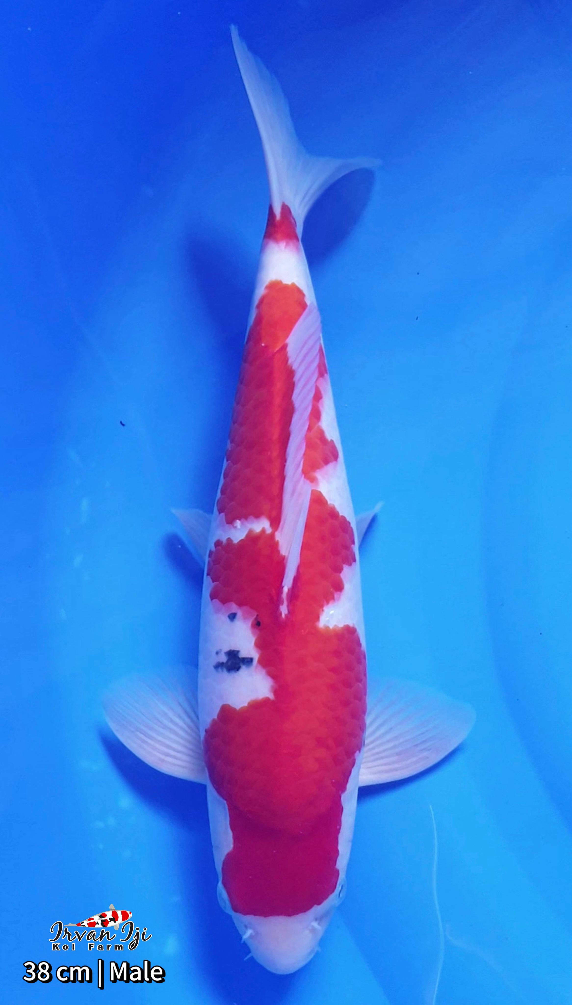 SANKE 38cm