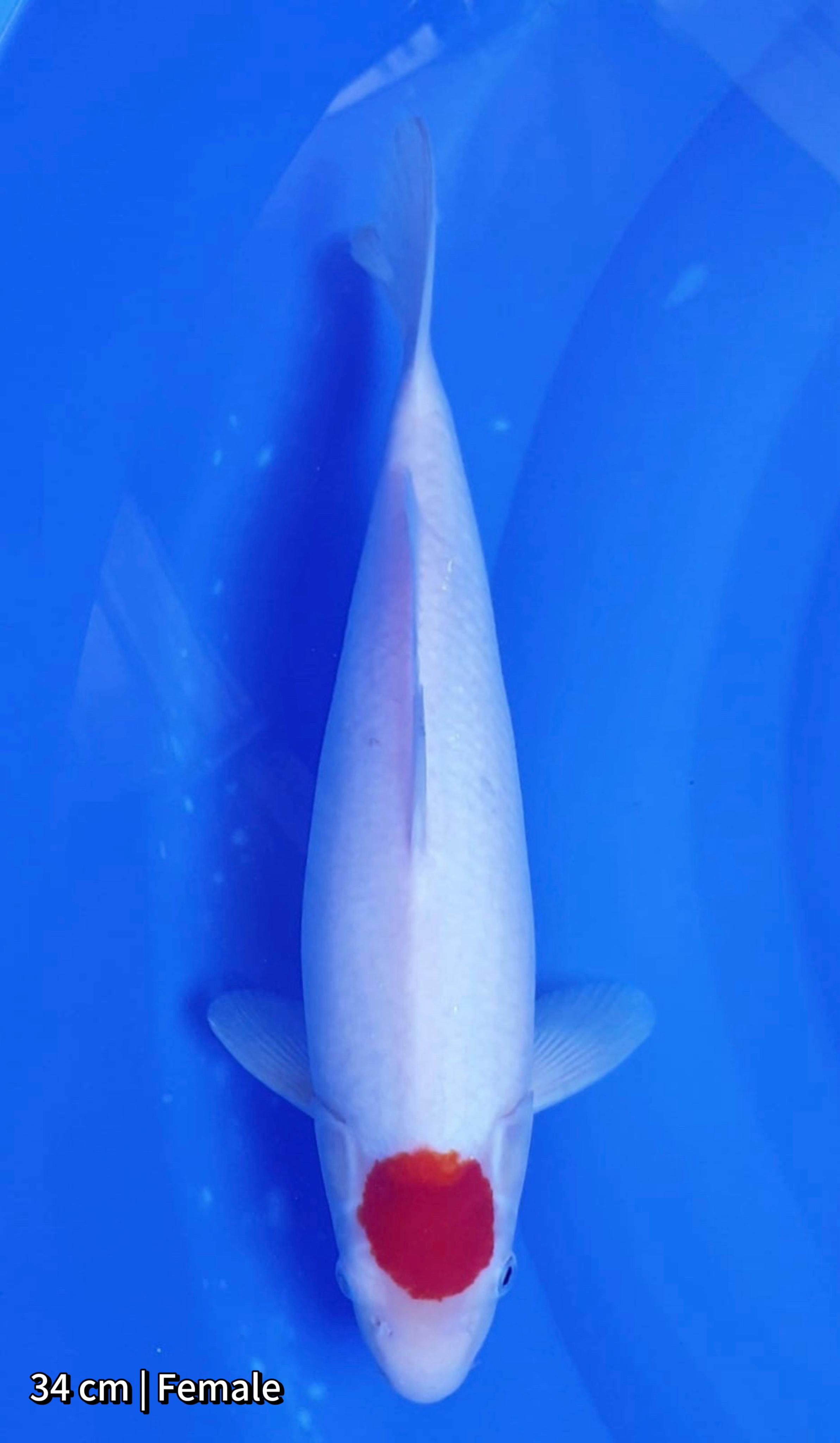 TANCHO KOHAKU 34cm