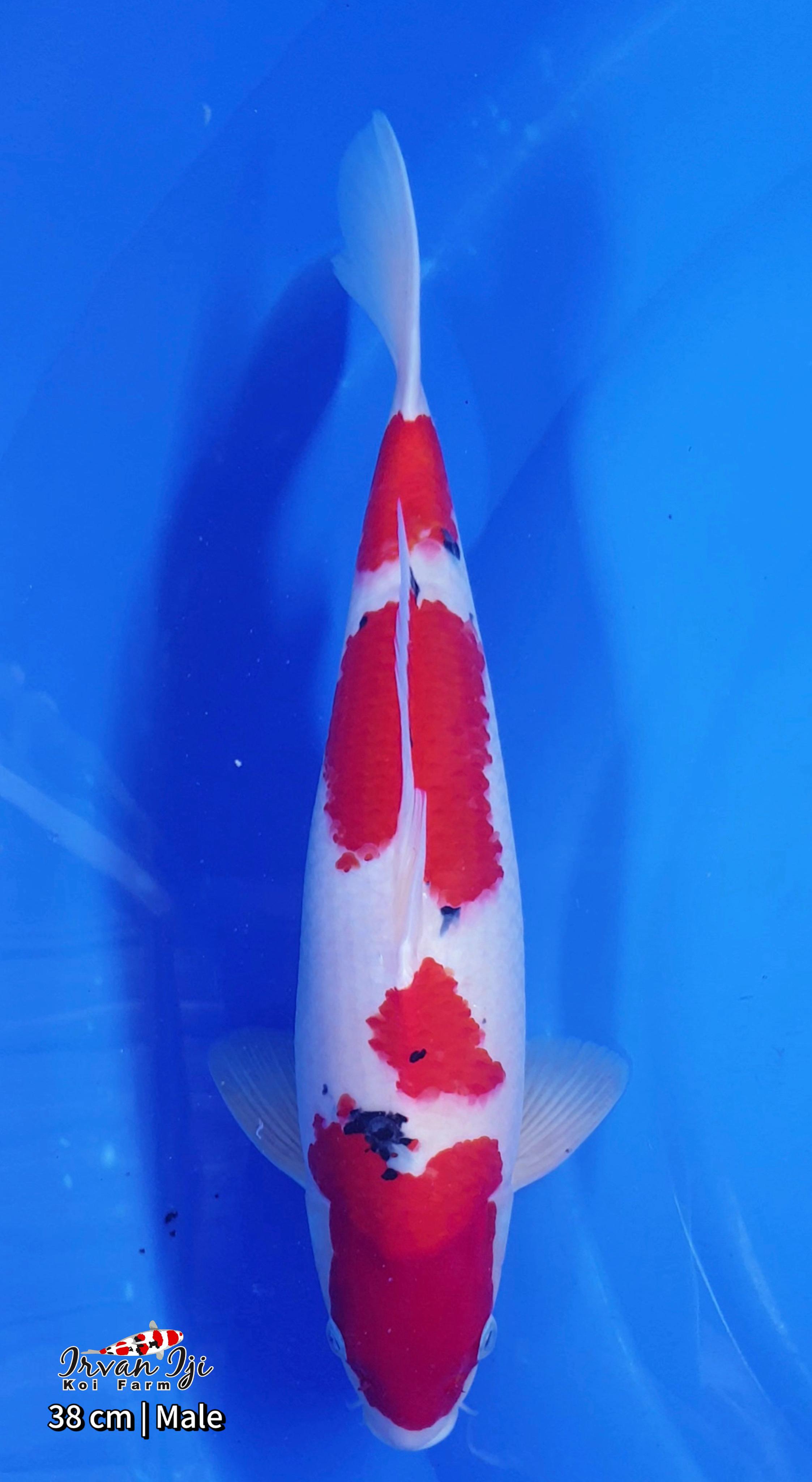 SANKE 38cm