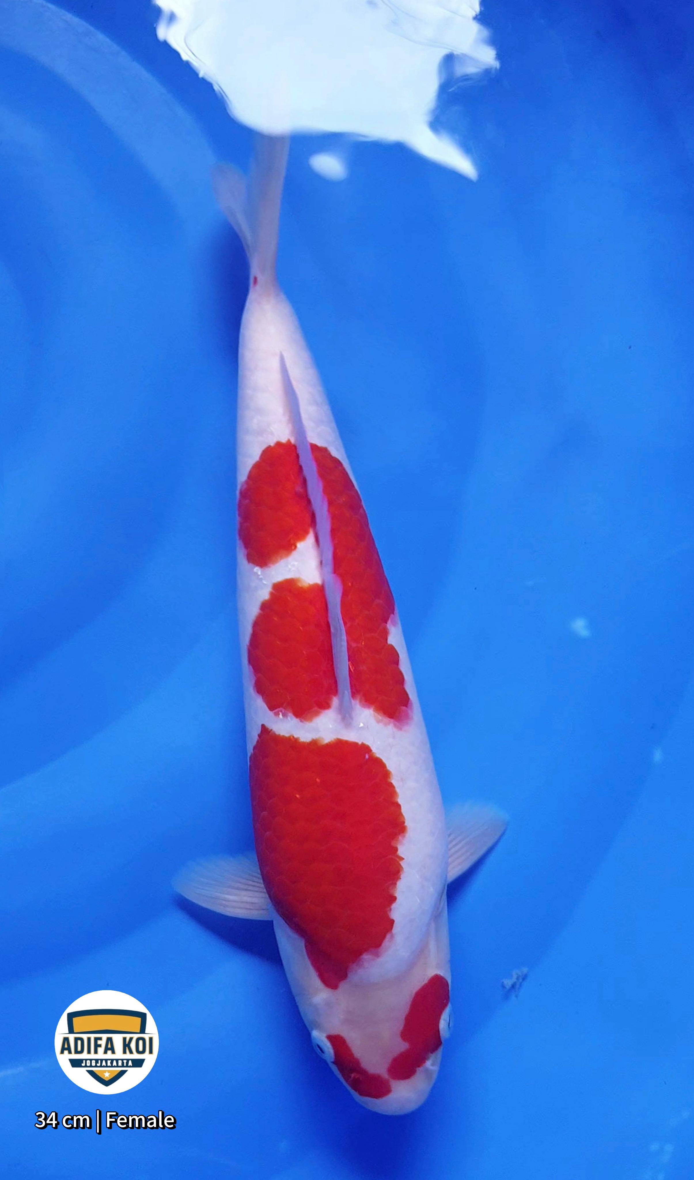 KOHAKU 34cm