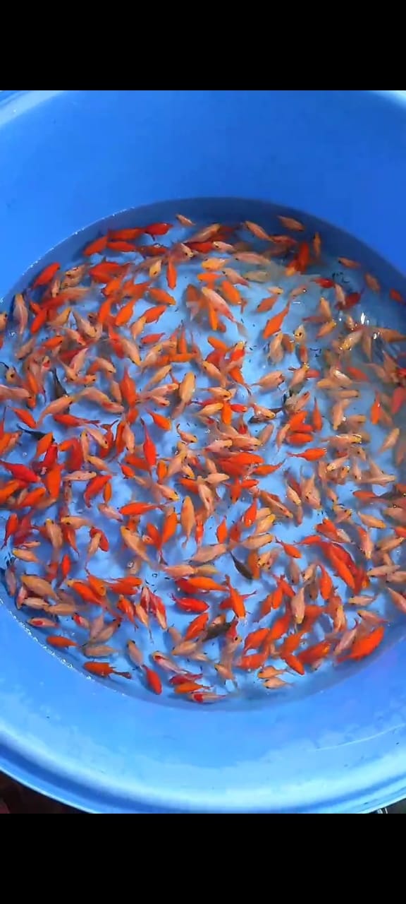 TAMASABA MIX LUCU LUCU 100 EKOR UKURAN 4 10cm