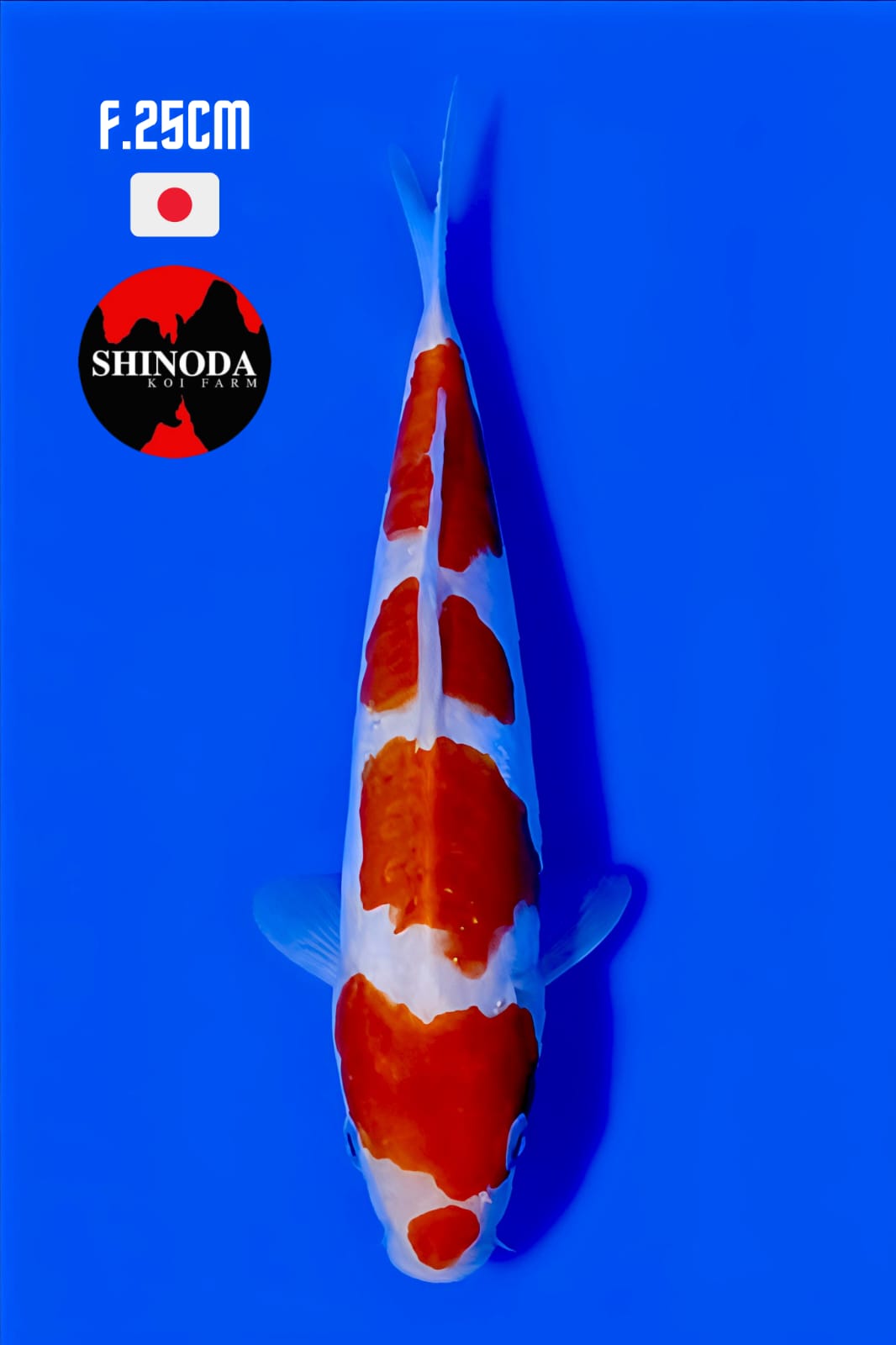 KOHAKU DOITSU ORIGINAL PATTERN 25cm