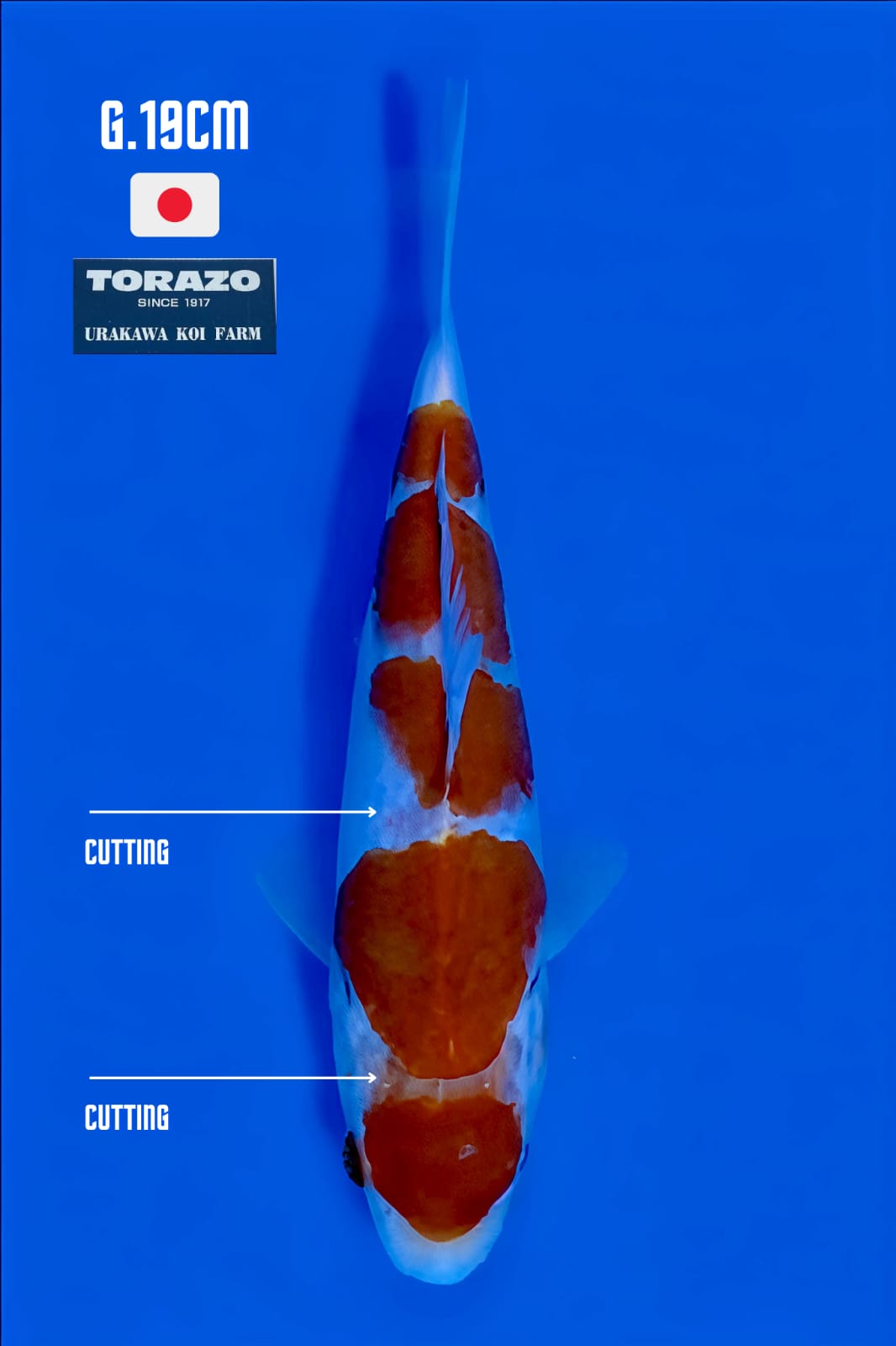 KOHAKU TORAZO 19cm