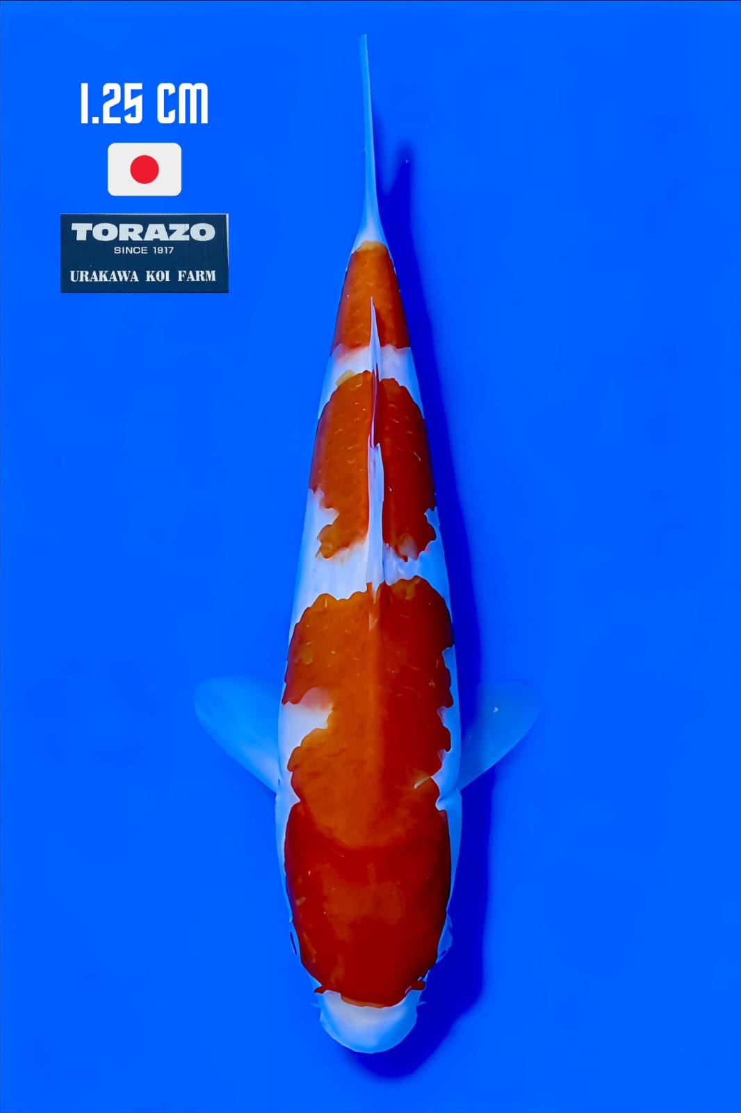 KOHAKU TORAZO 25cm