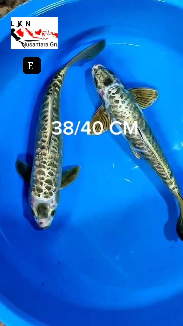 PKT 2 EKOR KOI ANTIK NAGA ARAGOKE HIJAU LOKASI BLITAR 3840cm
