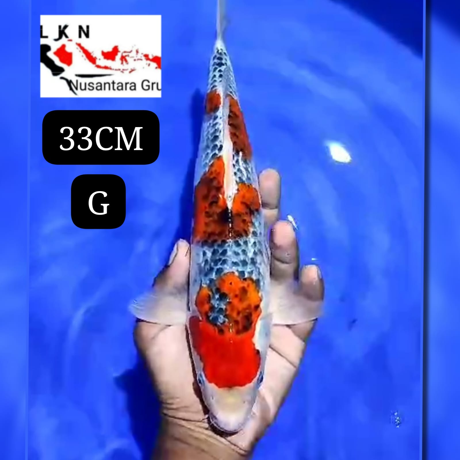 GHOSIKI RACING ISTIMEWA LOKASI BLITAR 33cm