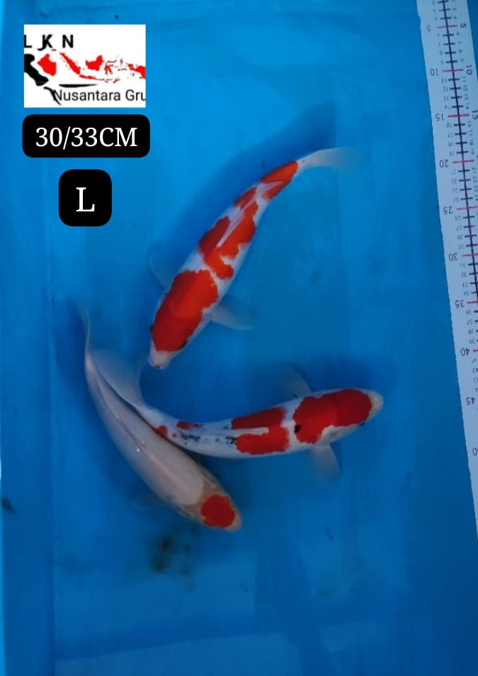 PKT 3 EKOR KOHAKU SHANKE THANCO ISTIMEWA LOKASI BLITAR 3033cm