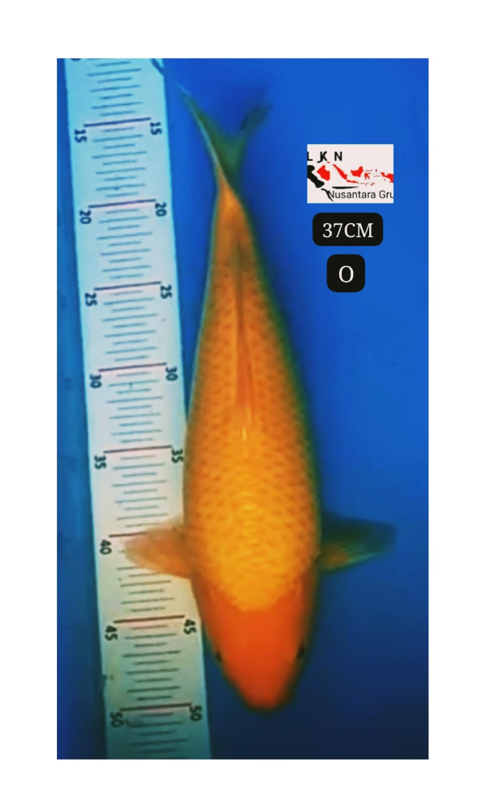 RED KARASYI PUNUK EXTREME BODY TEBAL LEBAR BAKAT JUMBO KKF KHUSUS KOI LOKASI BOJONEGORO 37cm