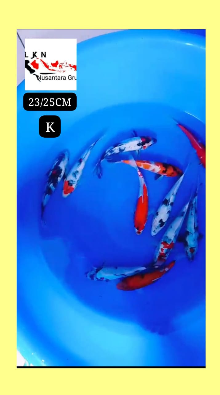 PKT 10 EKOR MIX BONUS 1 EKOR TOTAL 11 EKOR LOKASI BOJONEGORO 232425cm