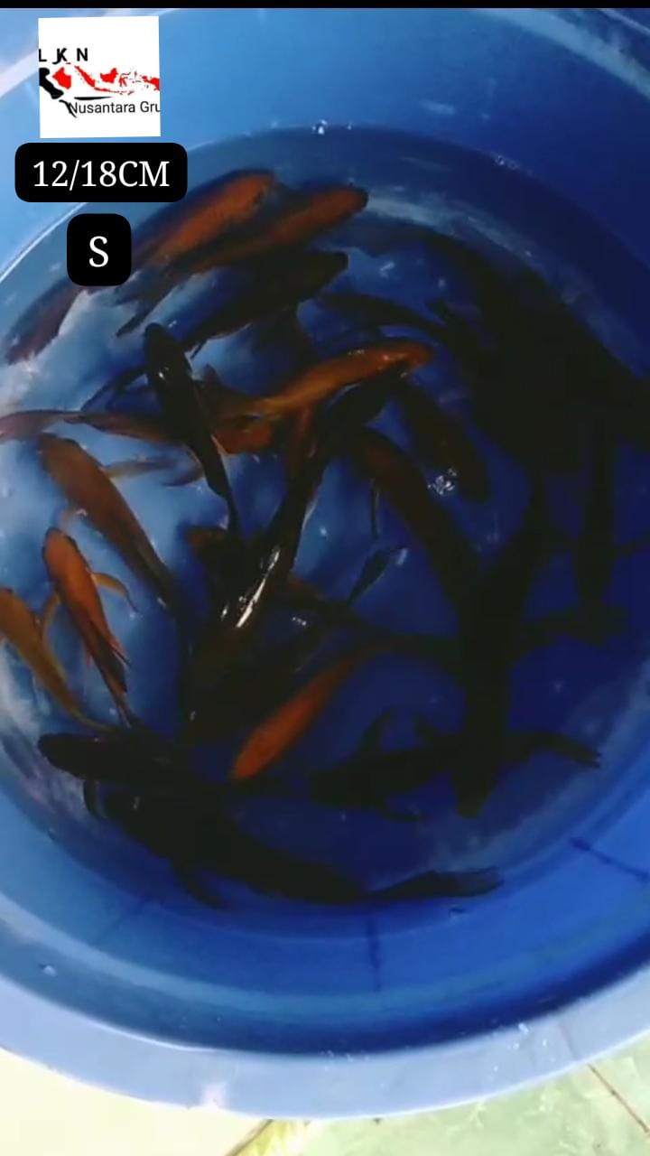 PKT 25 EKOR KARASYUGOI SLAYER CAGOI SLAYER LOKASI BOJONEGORO SIZE 1218cm