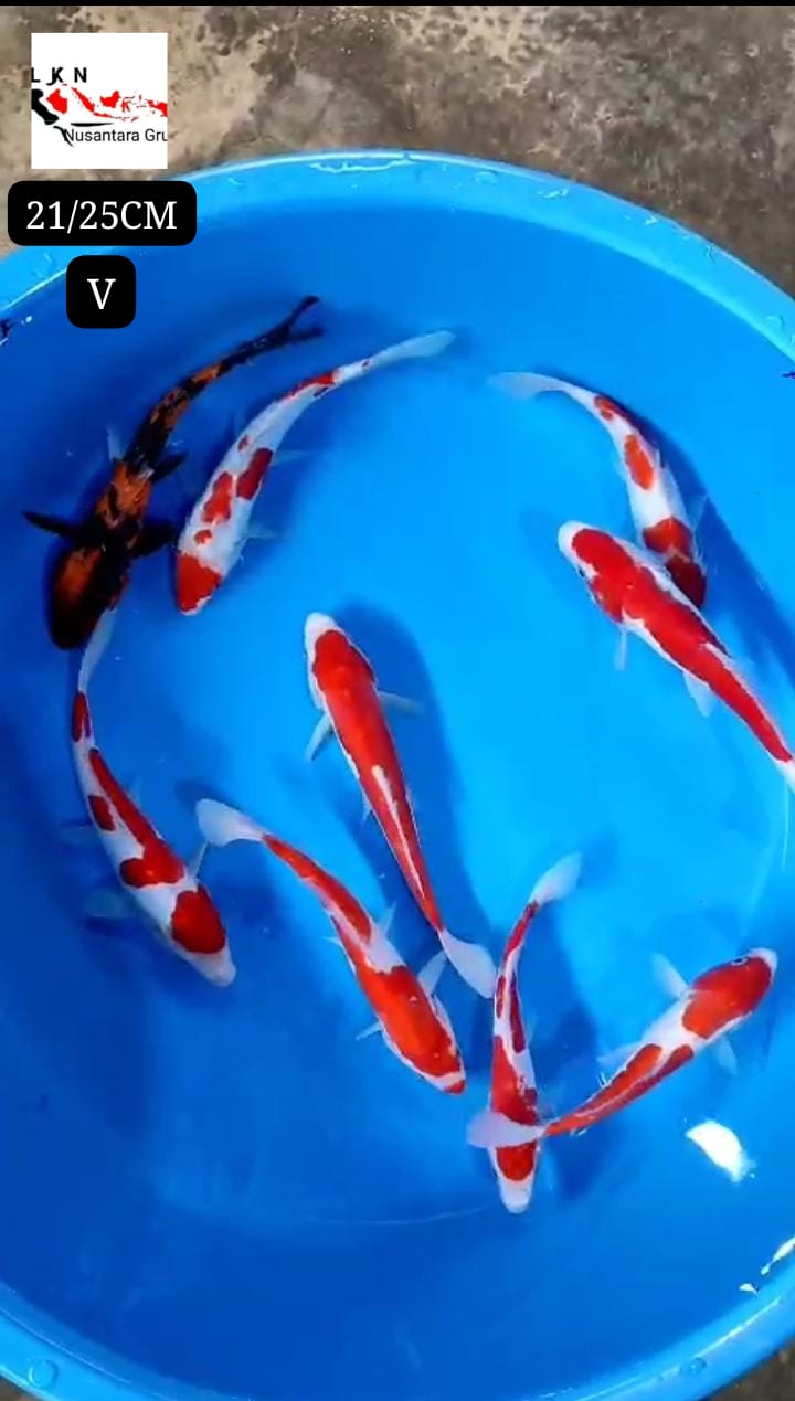 PKT MIX 9 EKOR STRONG LOKASI BLITAR 2125cm