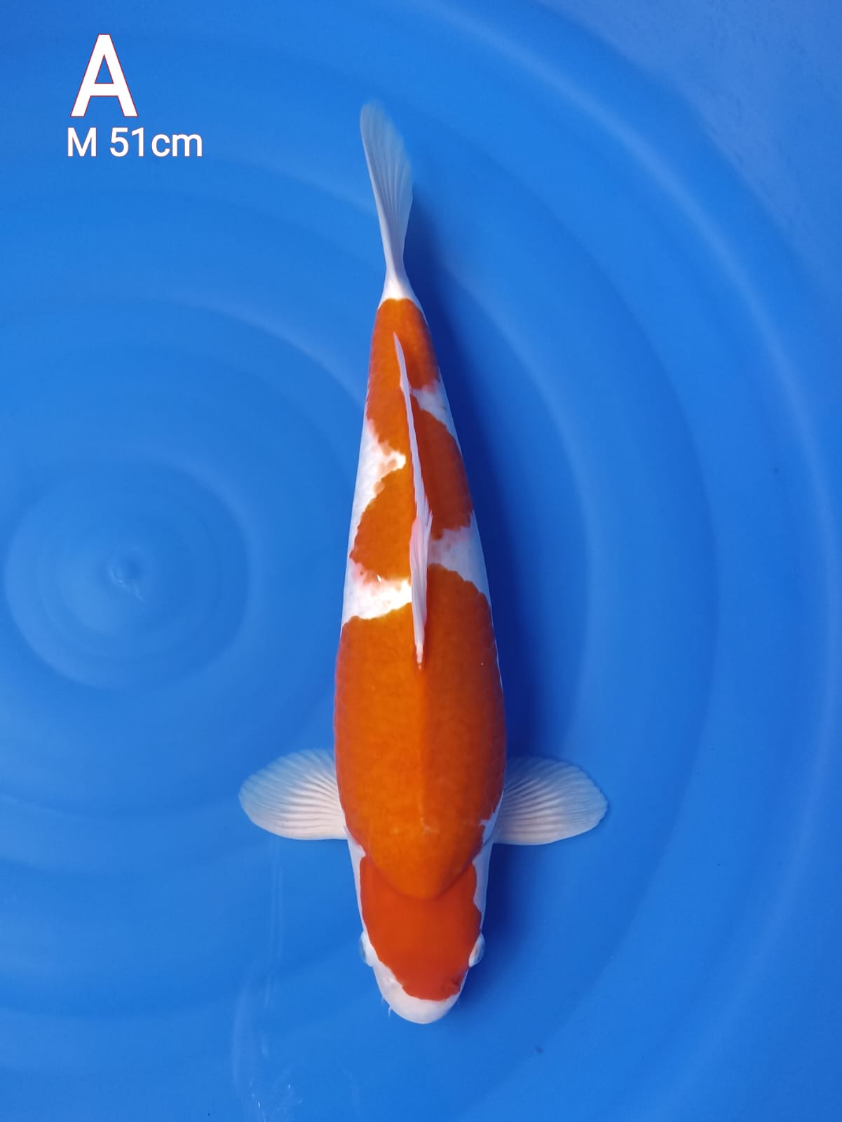 KOHAKU INAZUMABULKY BERPUNUK BREED SAKA KOI JOGJA 51cm