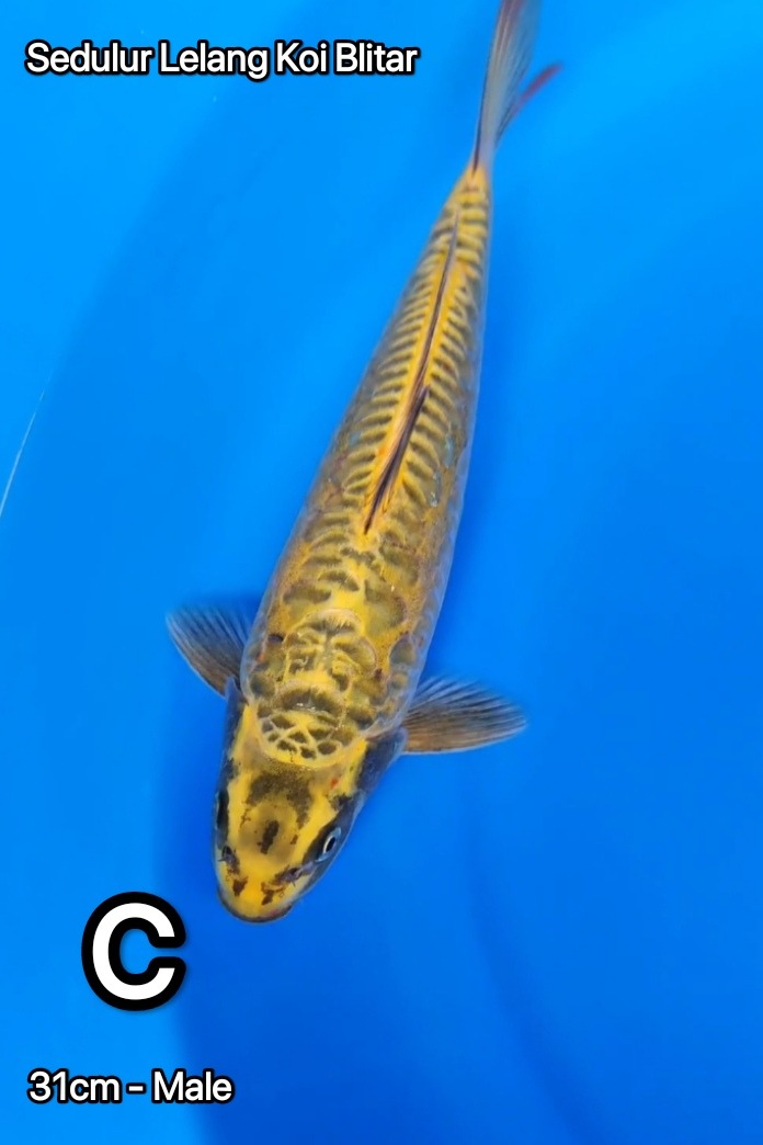 GOLDEN KAWARIBULKY BERPUNUK 31cm
