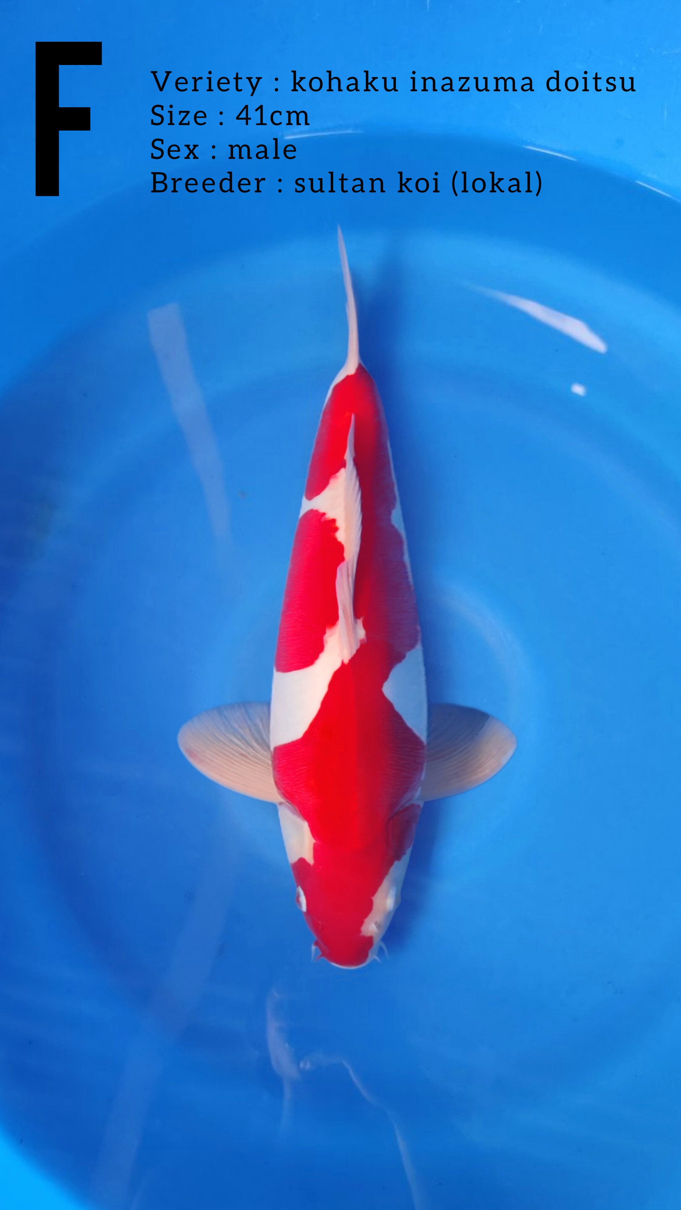 KOHAKU INAZUMA DOITSU 41cm