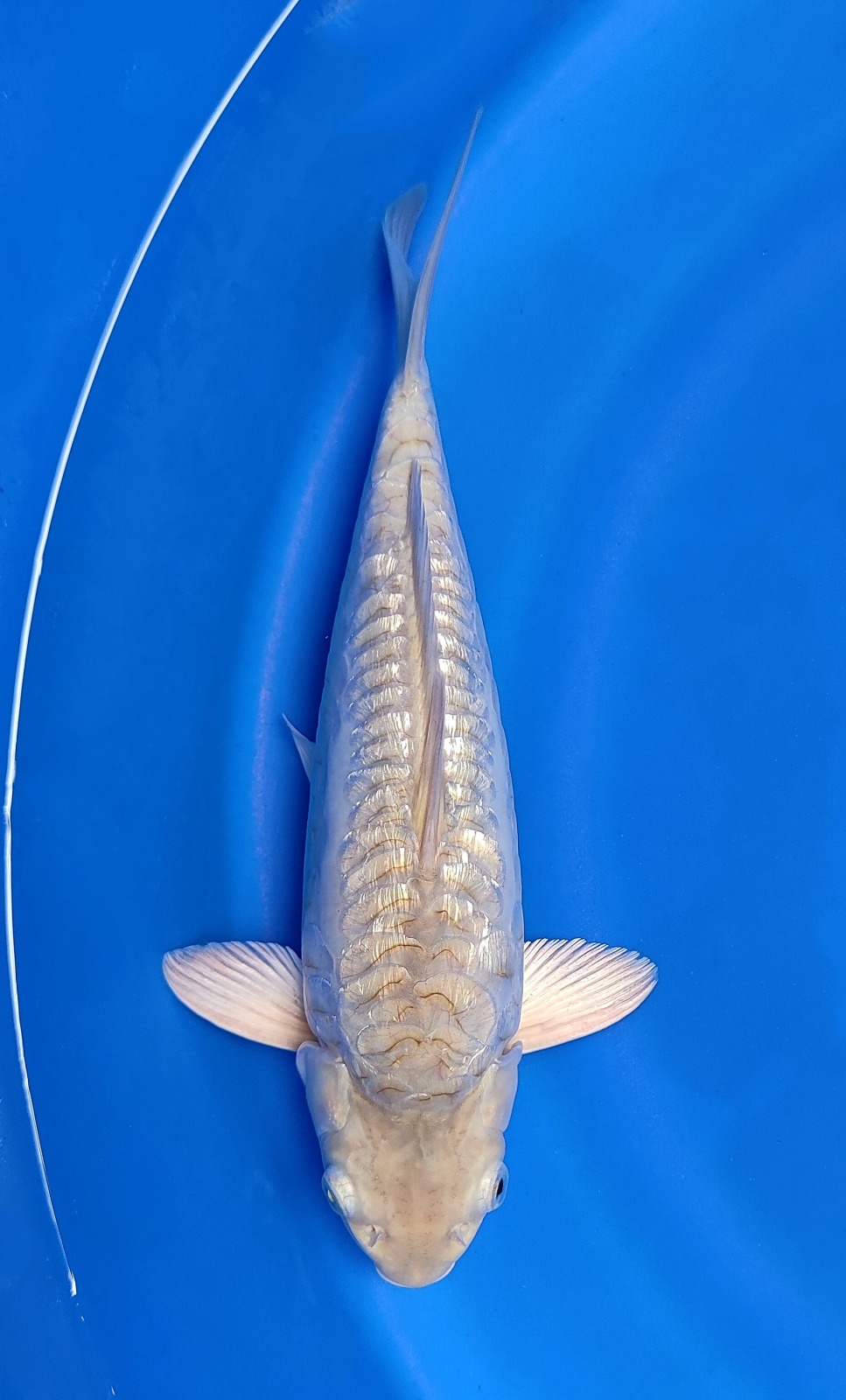 ARAGOKE SORAMEL GINDRIN PADAT SISIK RAPIBULKY BERPUNUK 32cm
