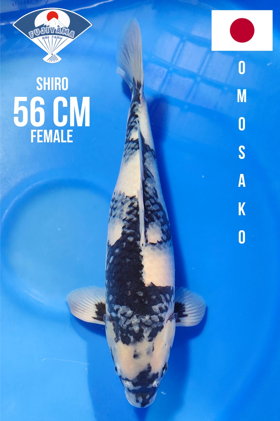 JUMBO SHIRO IMPORT OMOSAKO 56cm