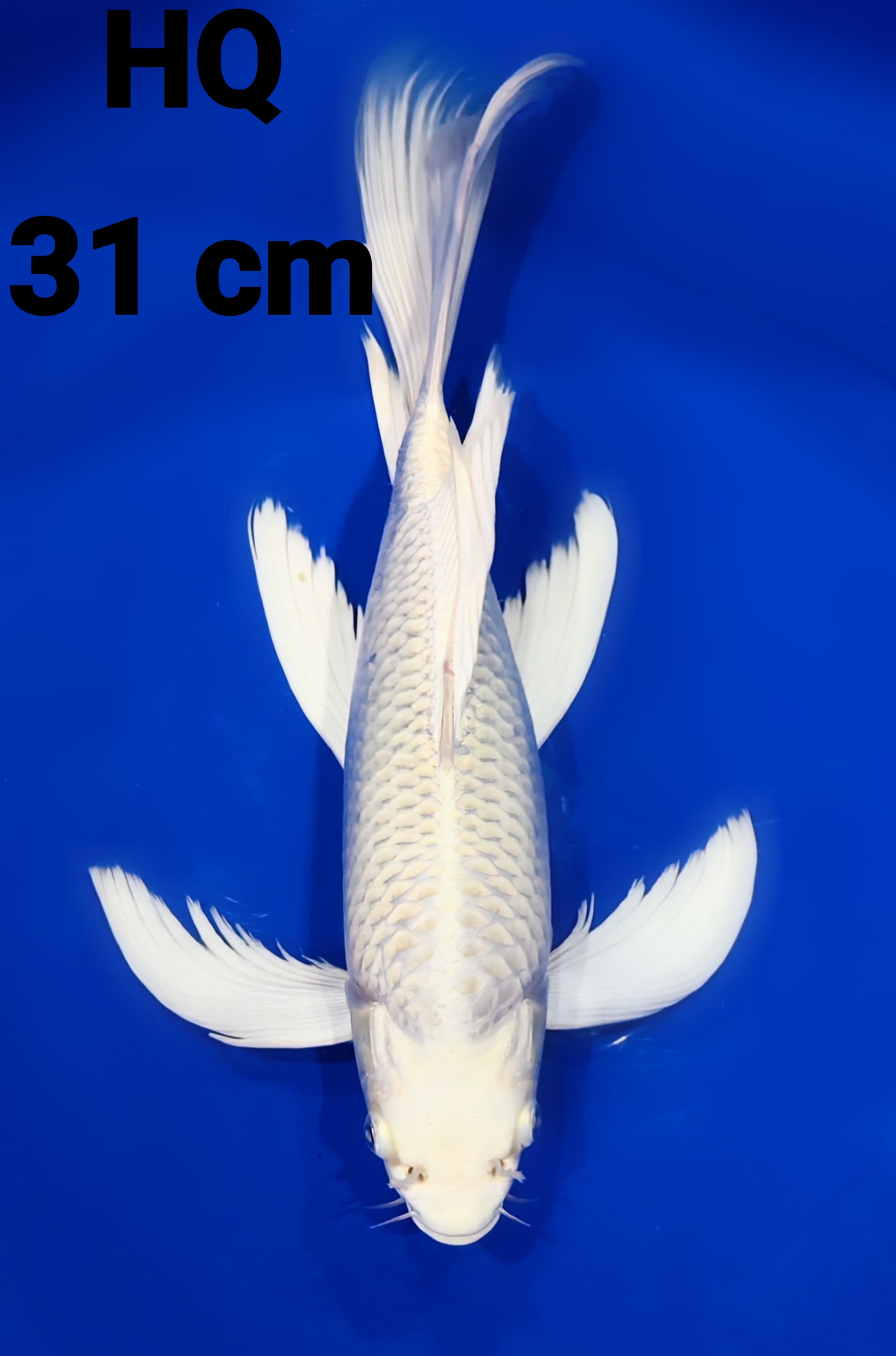 KUMPAY PLATINUM GONDRONGBULKY HQ 31cm