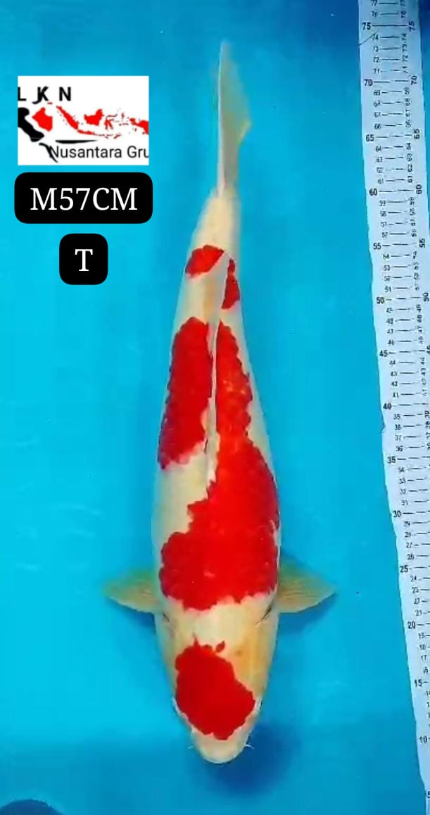 KOHAKU JUMBO MALE ORIGINAL ISTIMEWA LOKASI BLITAR 57cm