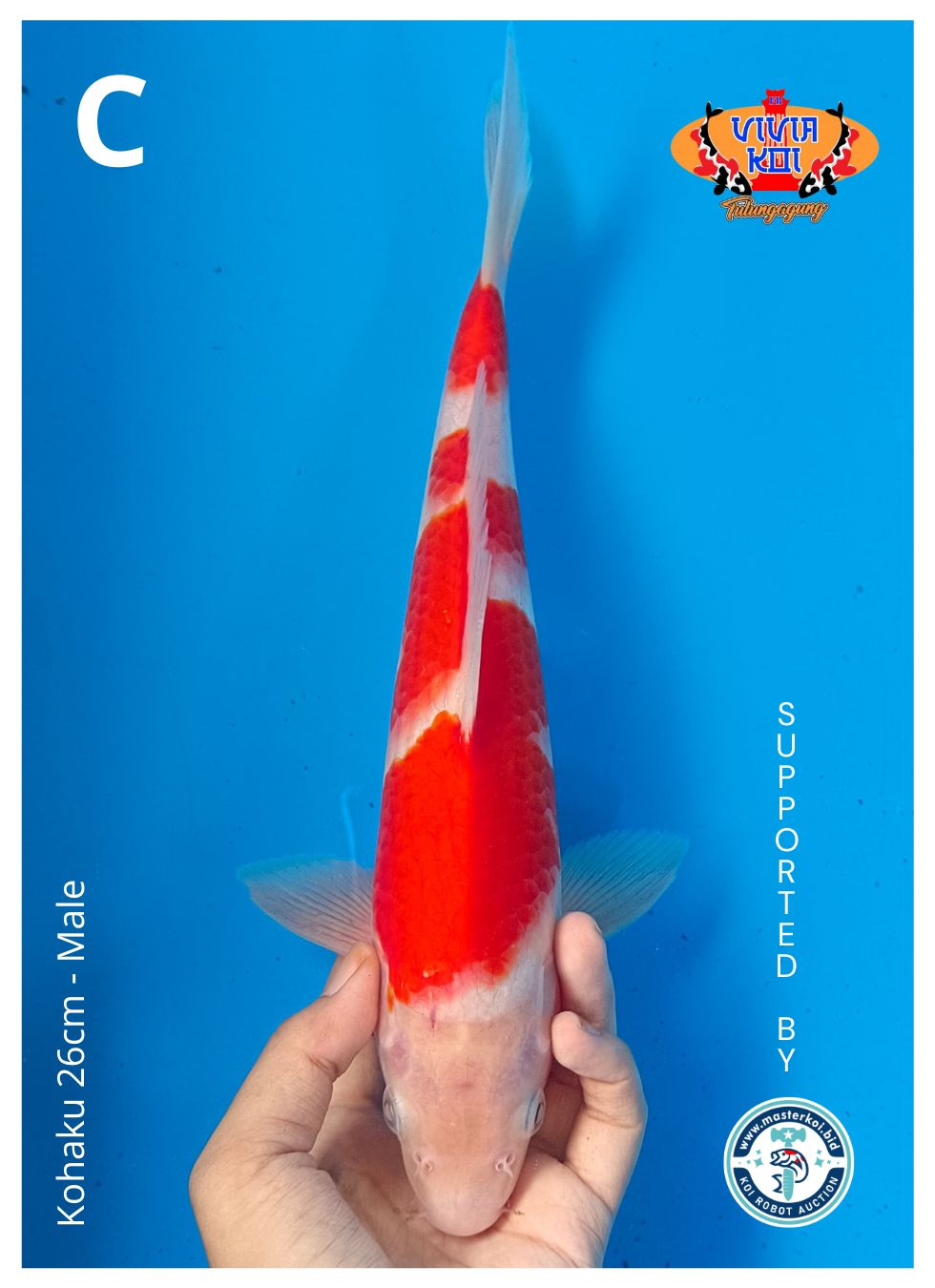 KOHAKU 26cm