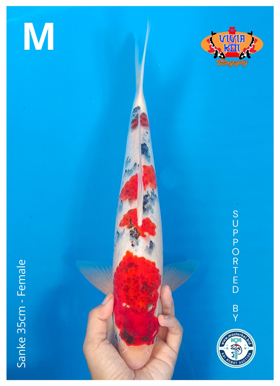 SANKE 35cm