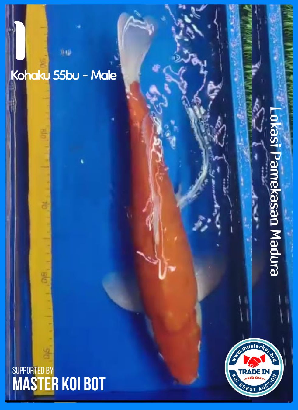 KOHAKU 55BU