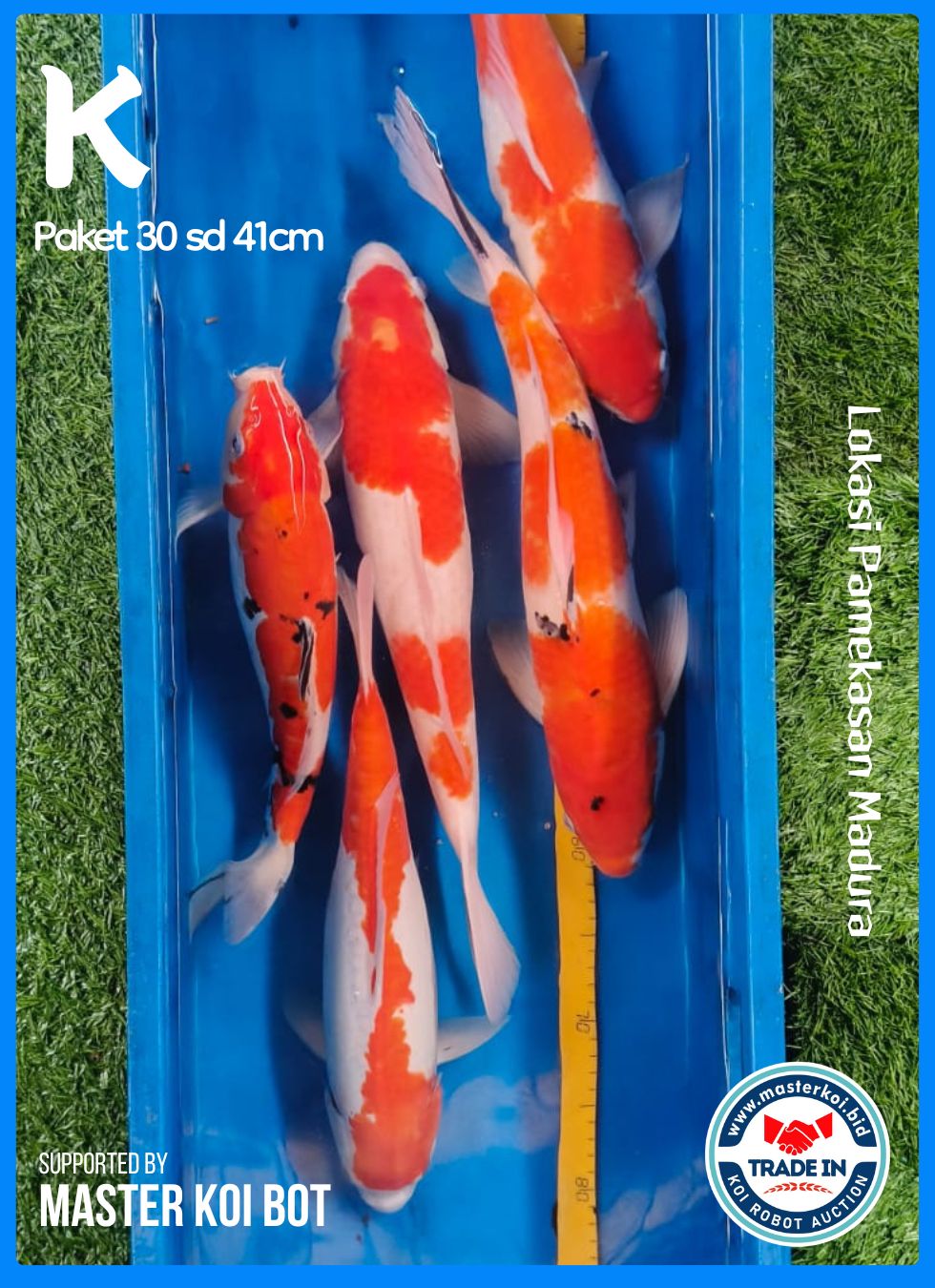 PAKET 30 SD 41cm