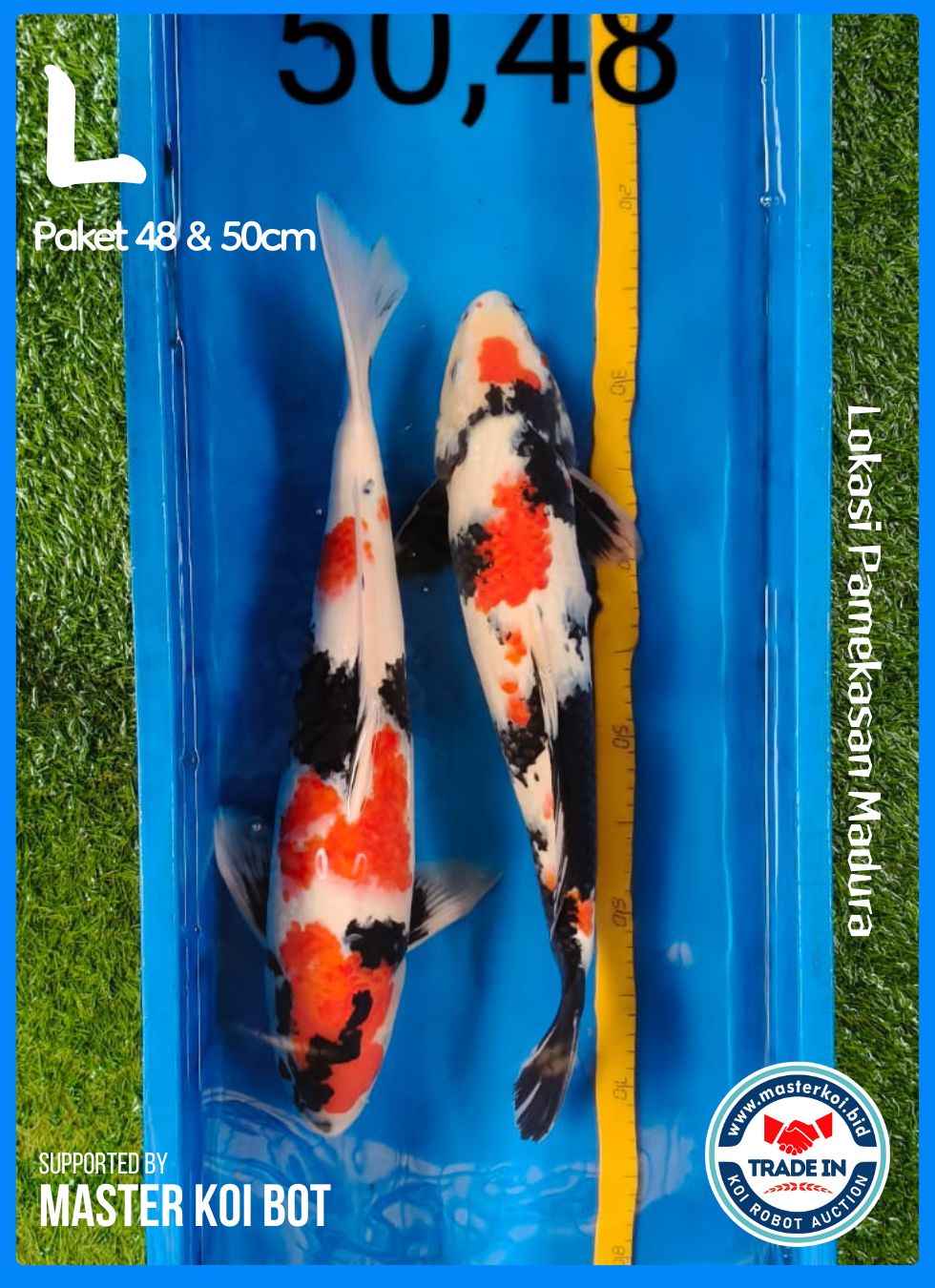 PAKET 48 & 50cm
