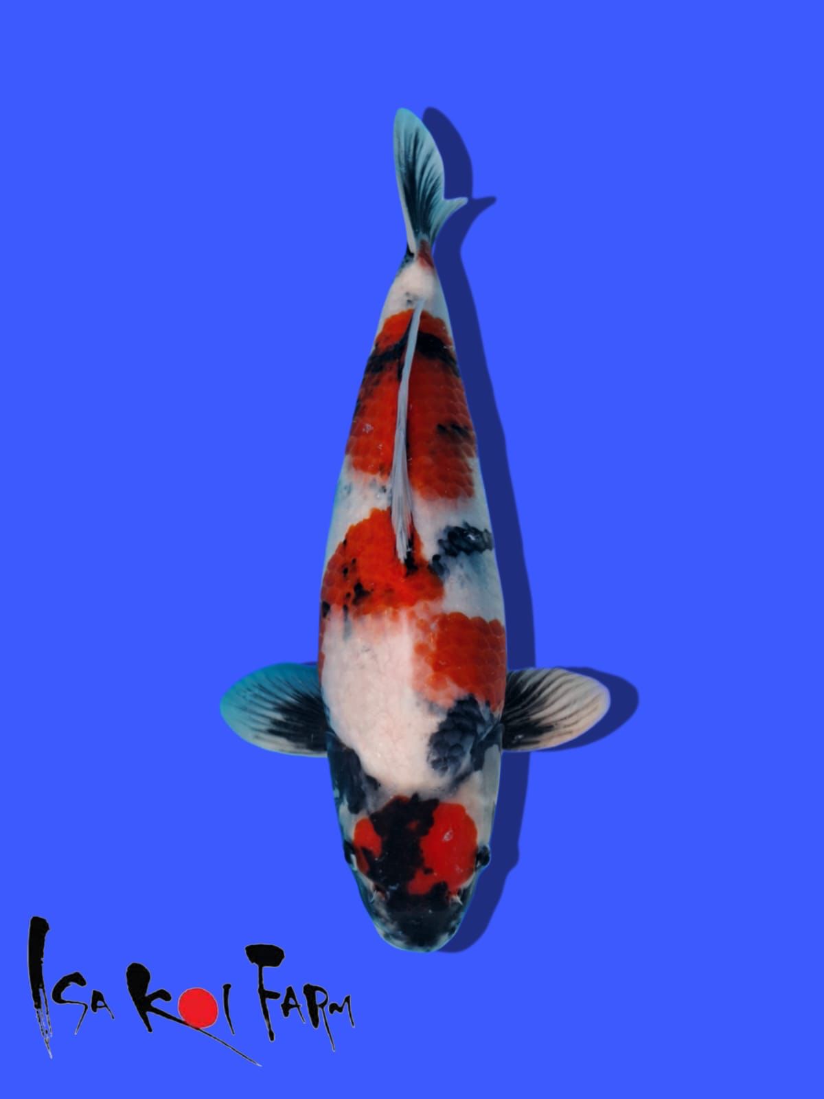 SHOWA ISA KOI FARM 41cm