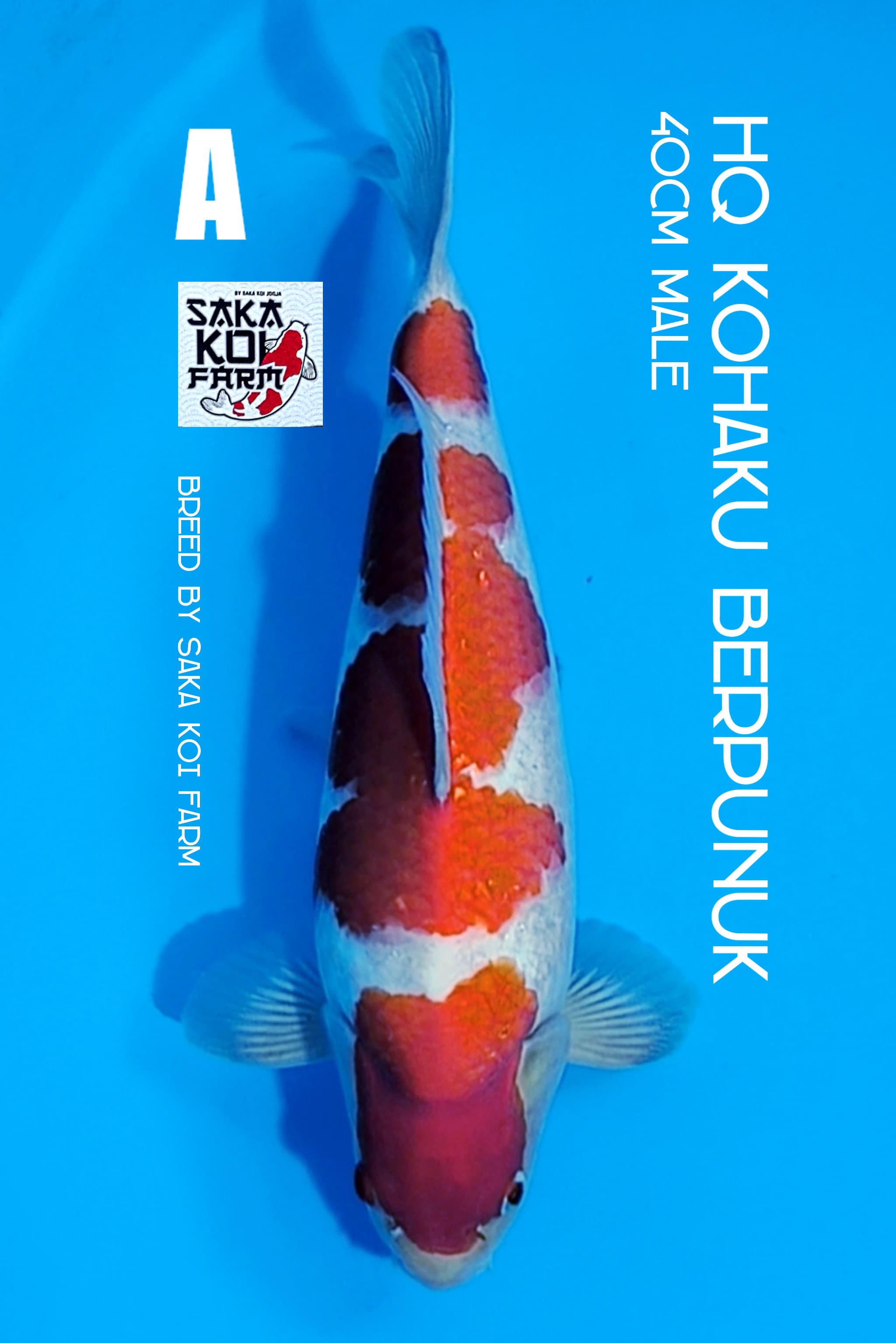 JITAI KOHAKU SAKA KOI 40cm