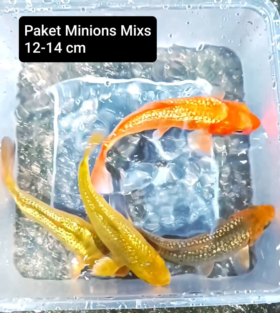 PAKET MIXS MINIONS 1214cm