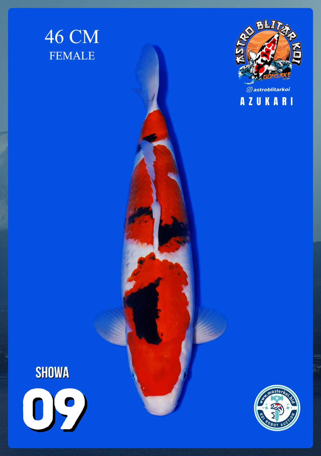 SHOWA 46cm