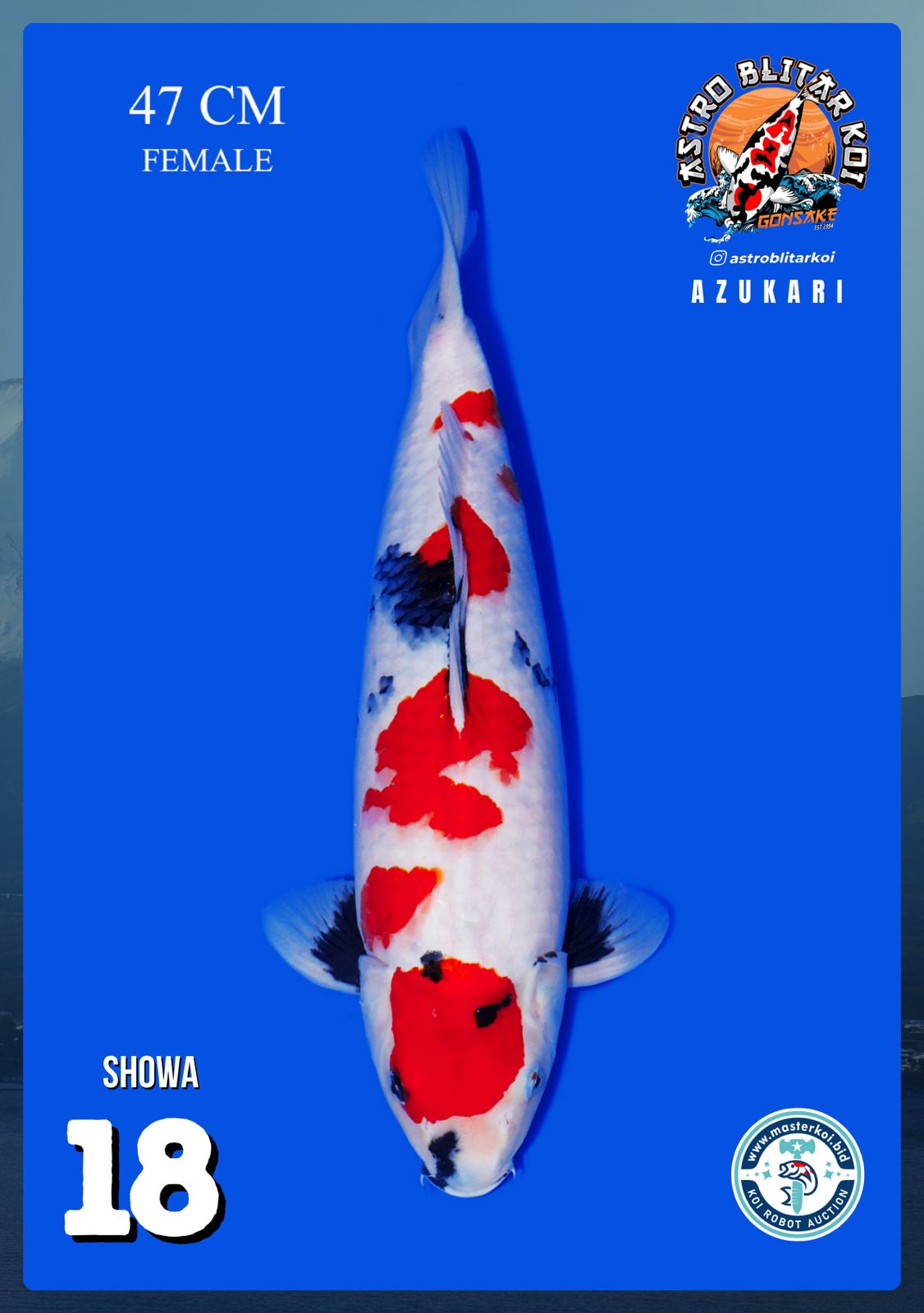 SHOWA 47cm