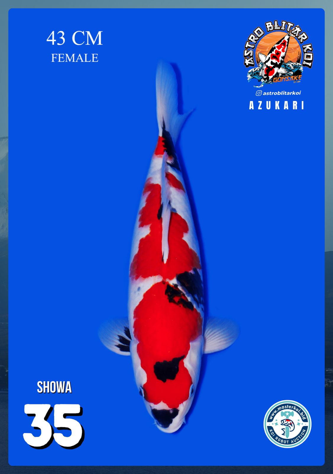 SHOWA 43cm