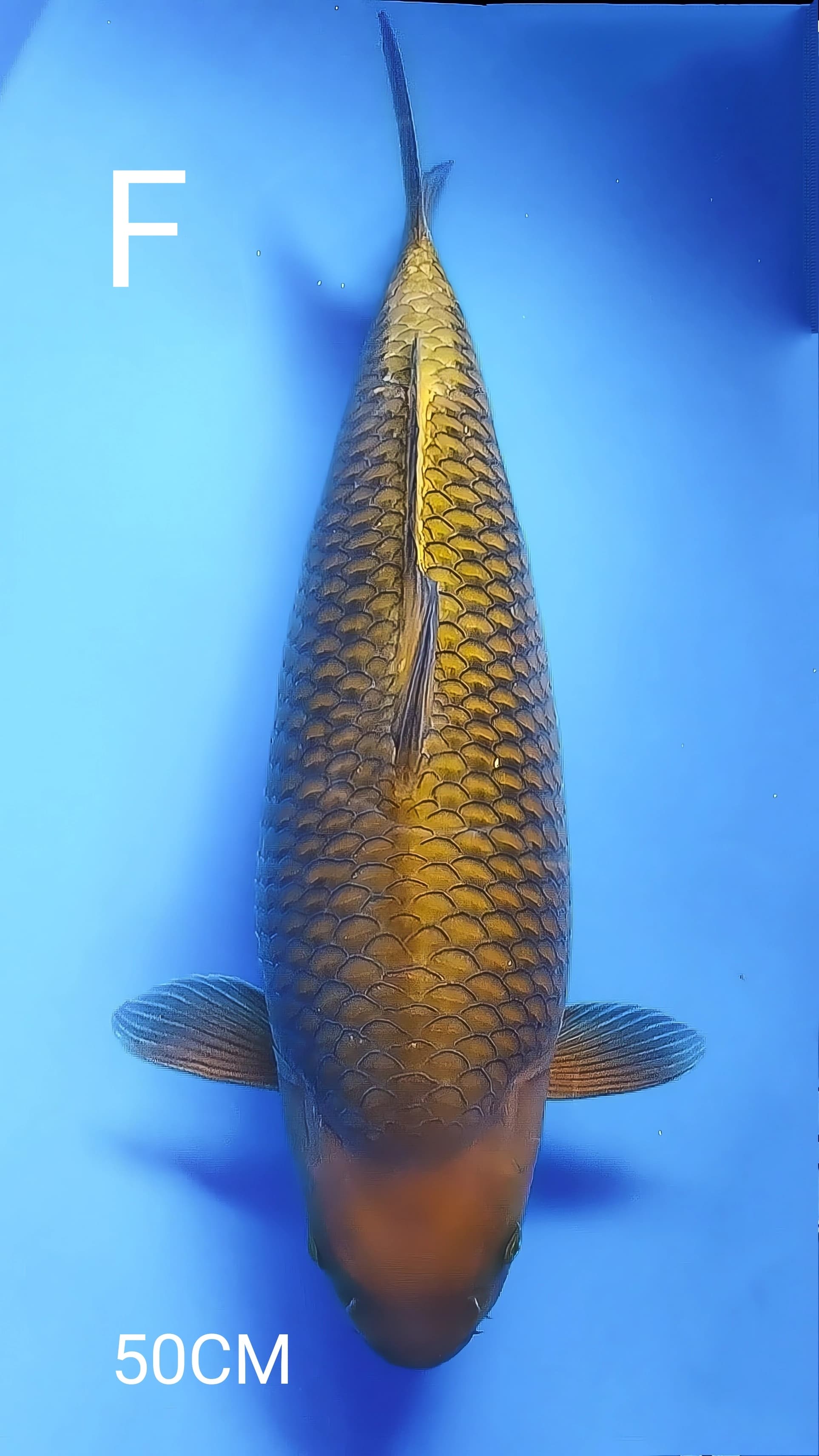 CAGOI TEMBAGA BY SAIFUL AZIZ 50cm