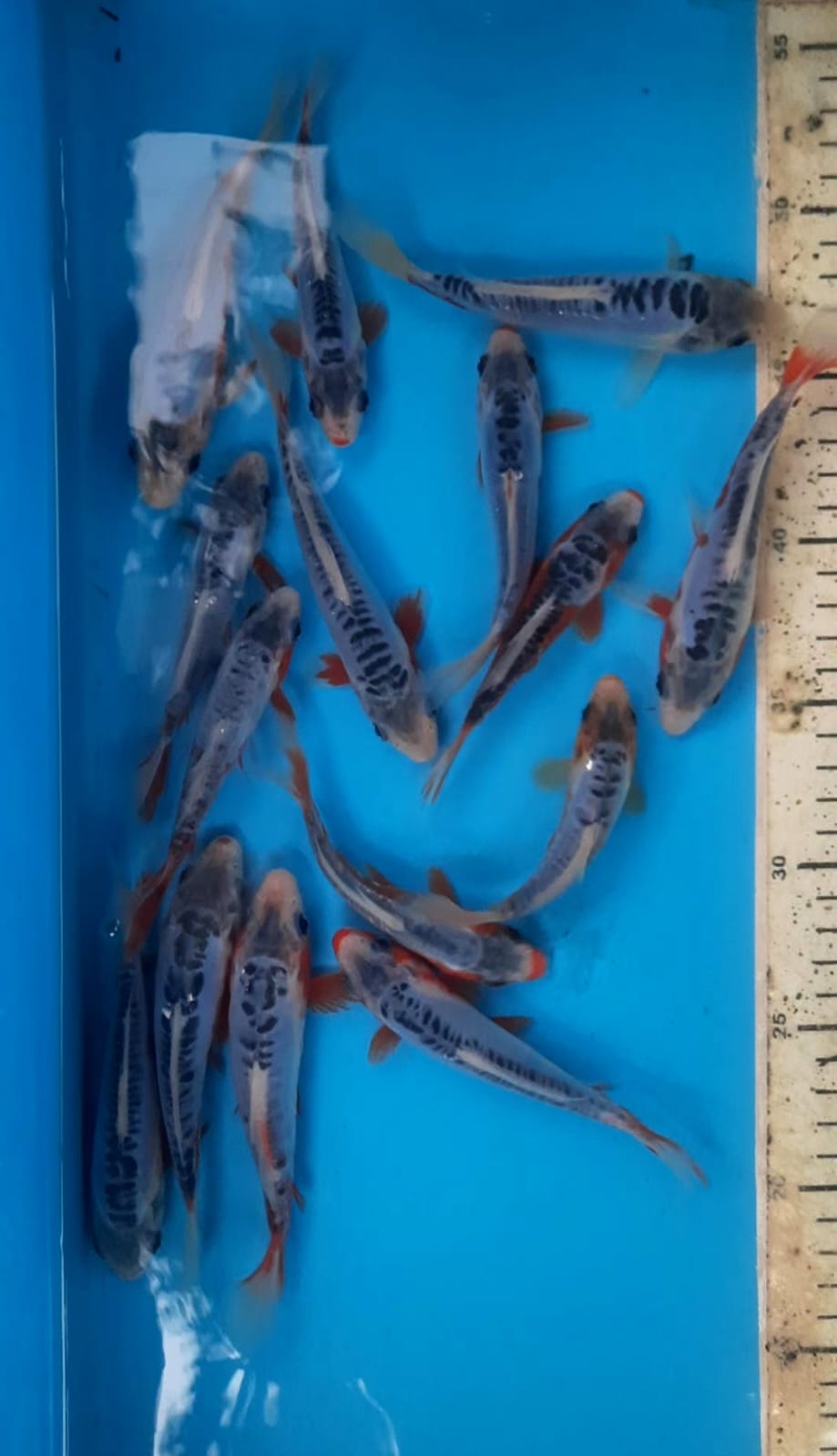 PAKET SHUSUI 1114cm