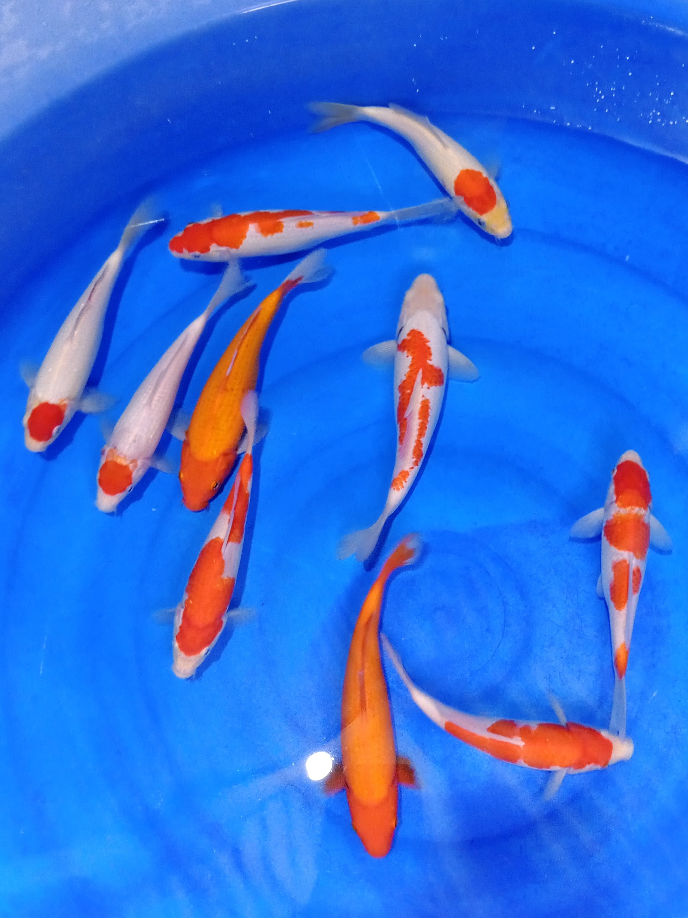 PAKET KOHAKU 10 EKOR 21 25cm
