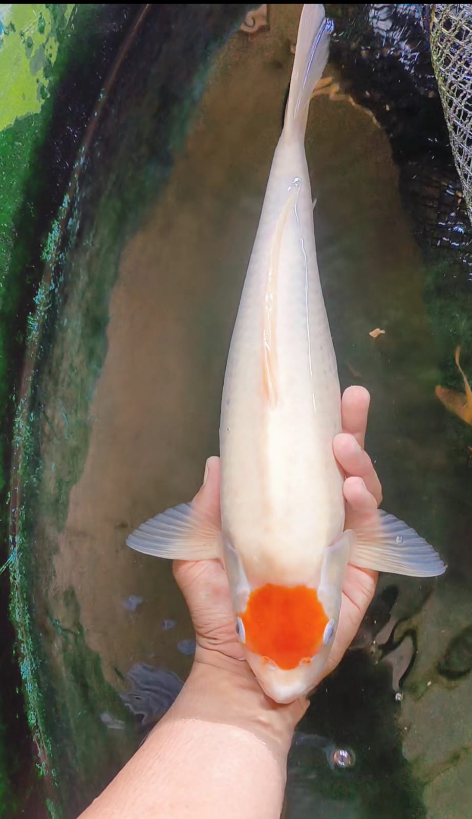TANCHO PUNUK 39cm