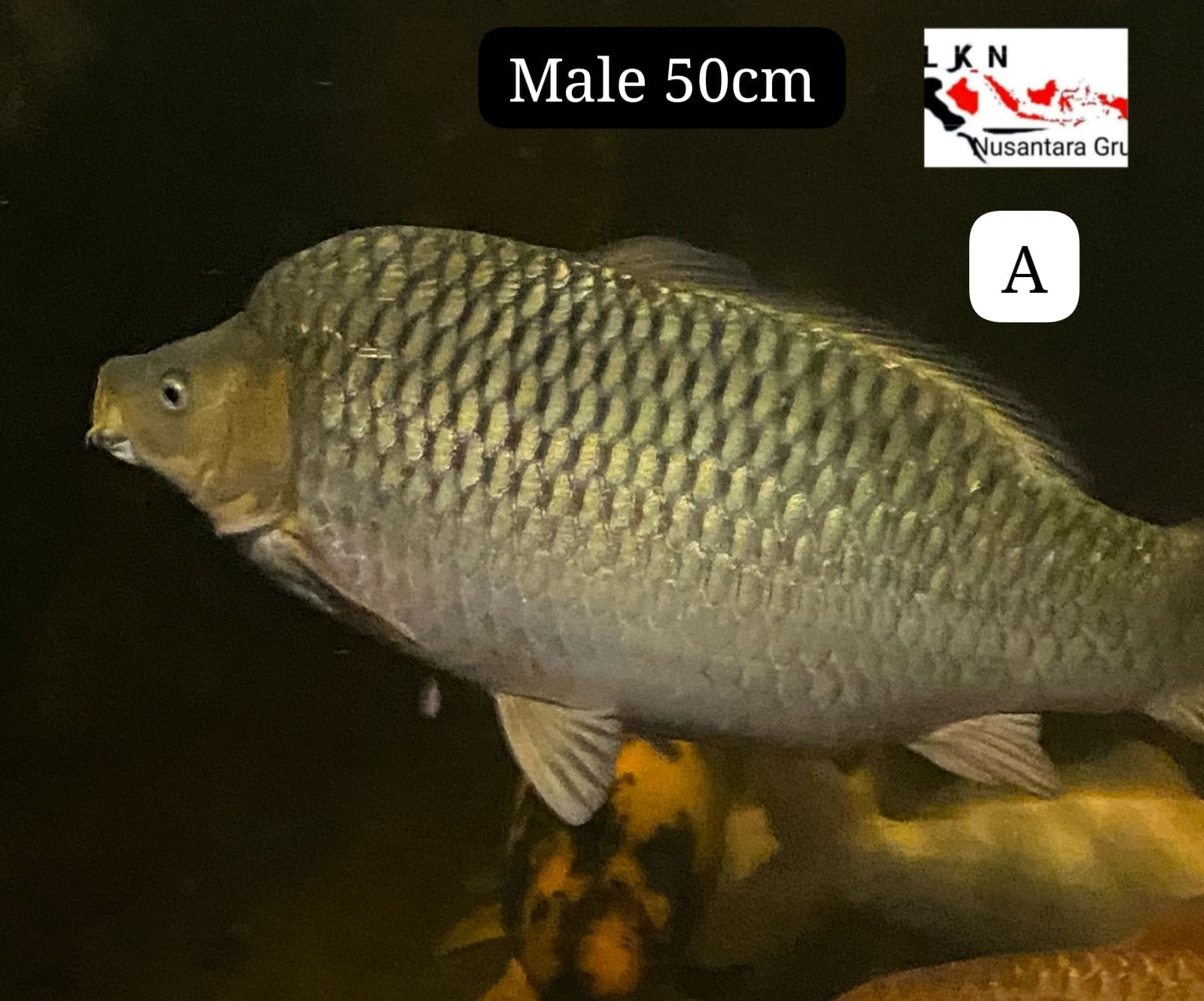 SUPER CAGOI GINRIN MALE PUNUK EXTREME IKAN SUPER MEWAH KELAS SULTAN LOKASI KARAWANG 50cm